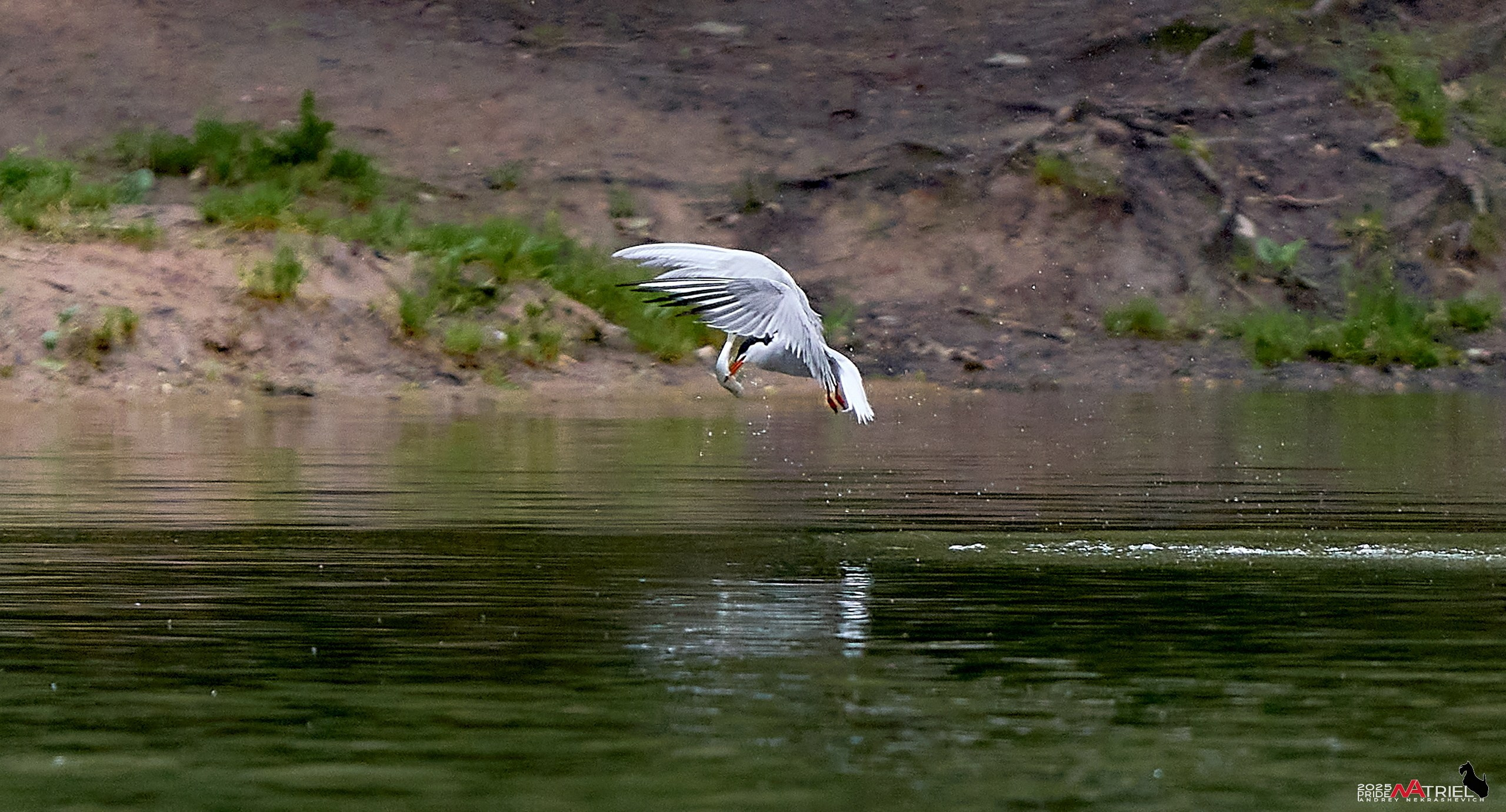 Съемка в парке на воде
