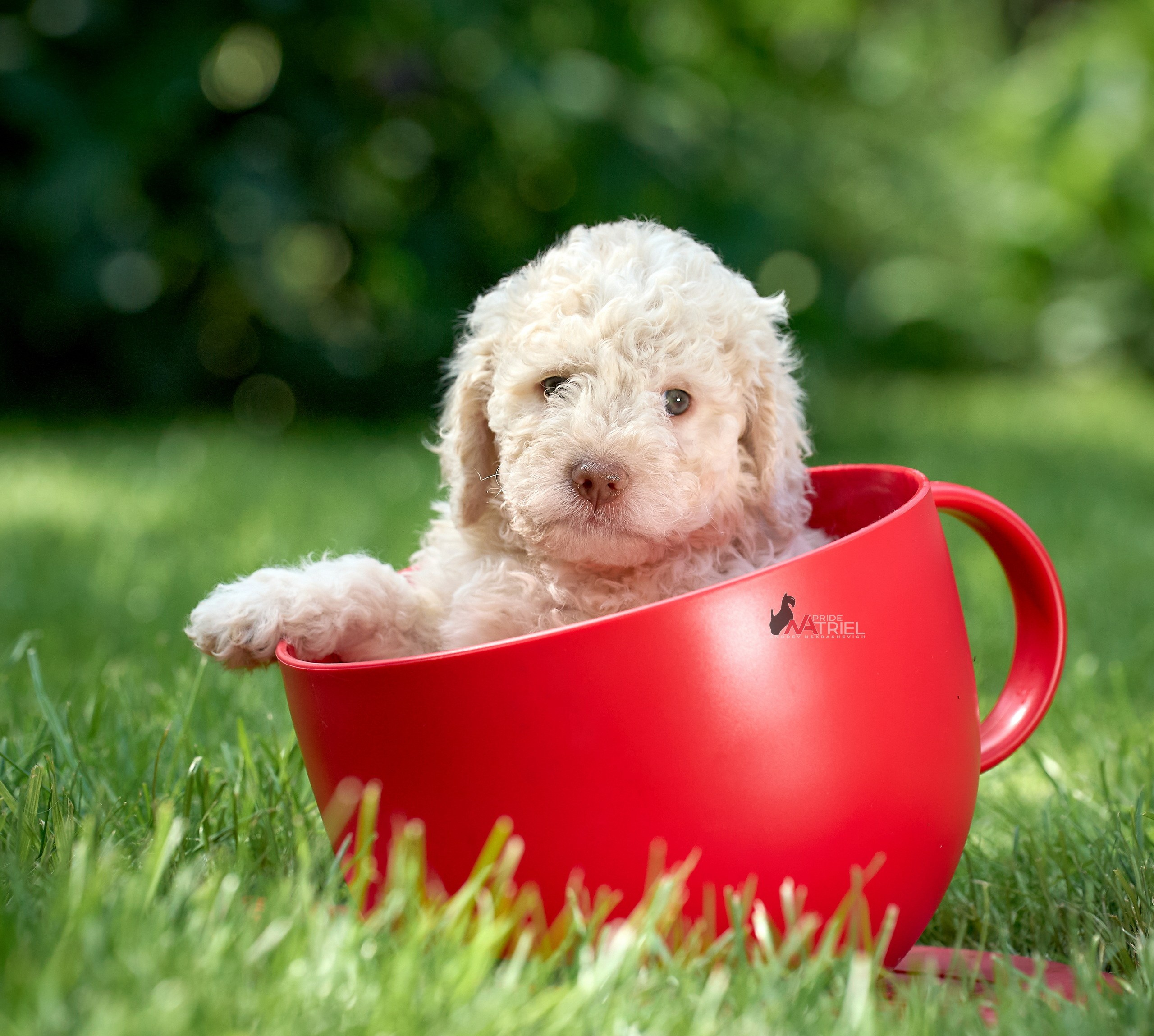 Щенки на прогулке — галерея NATRIEL