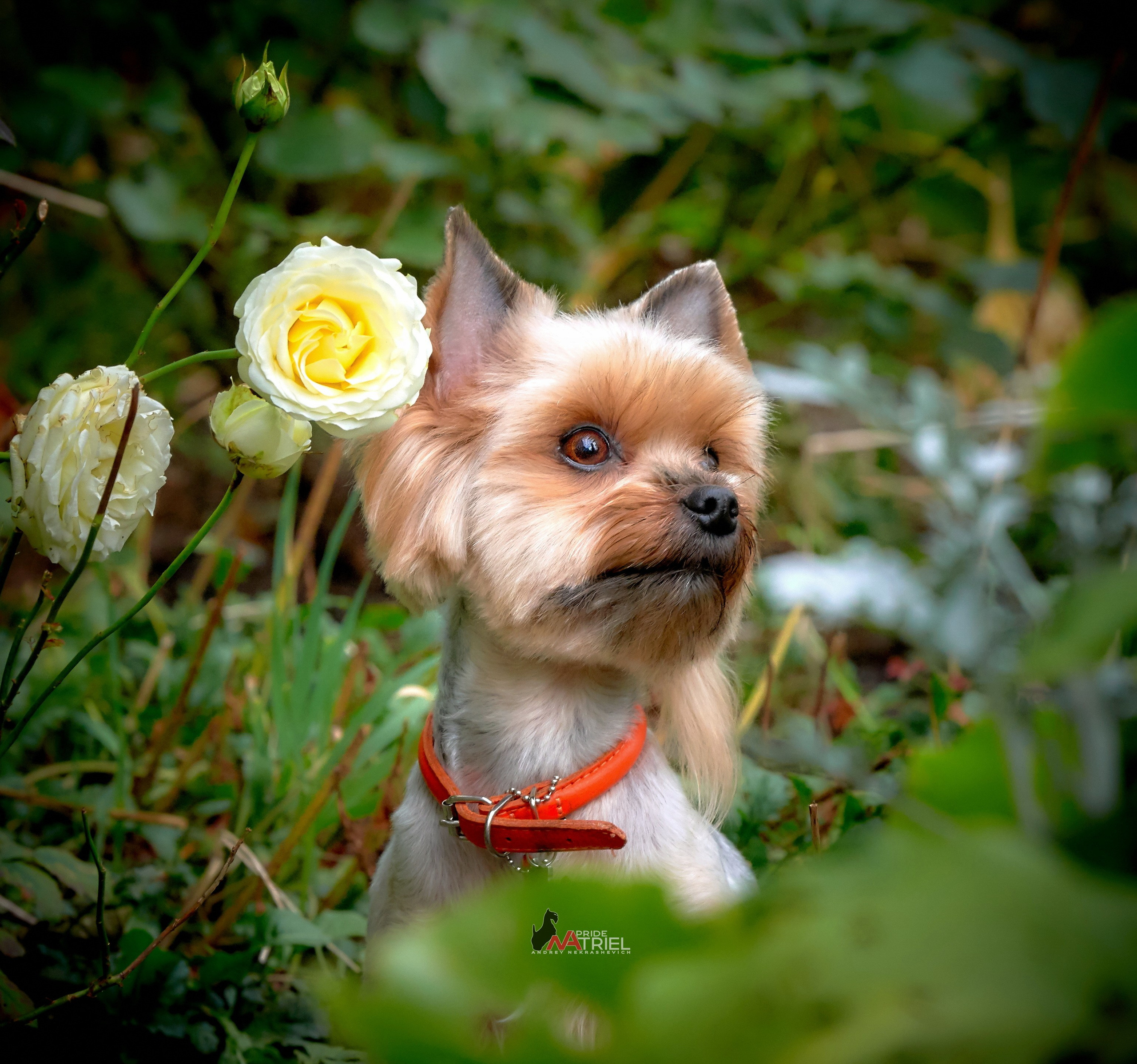 Йоркширский терьер Циля