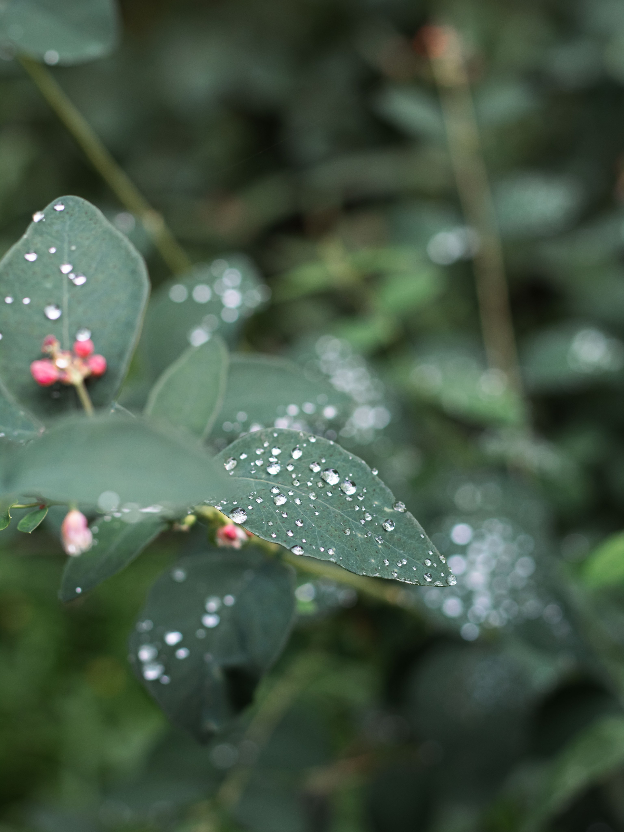 После дождя. Dmitriy [KCCC] is a pretty cool photographer