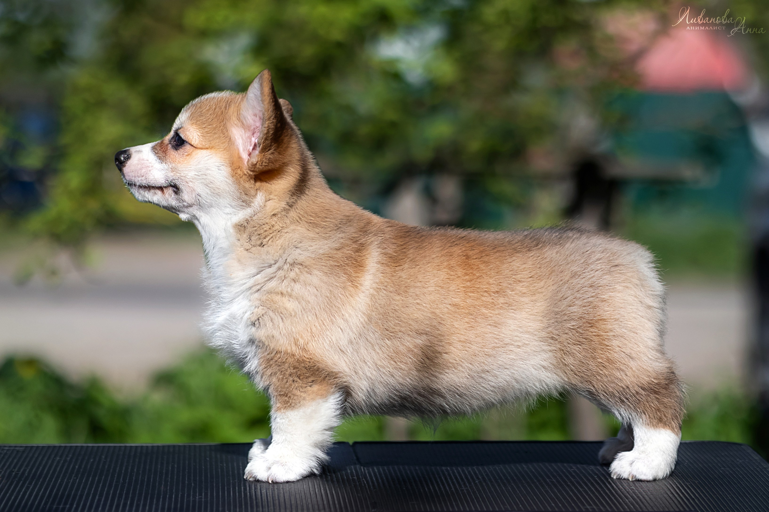 Коржики. Фотограф анималист Аня Ливанова | Рыбинск