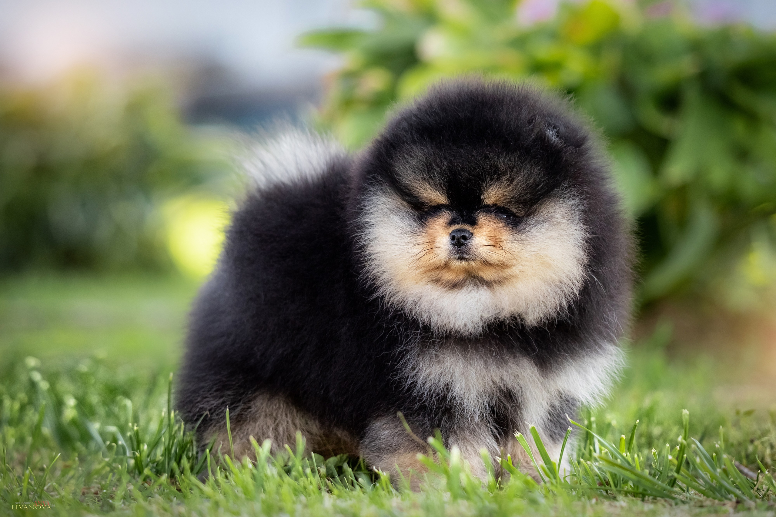 Шпцулики. Фотограф анималист Аня Ливанова | Рыбинск