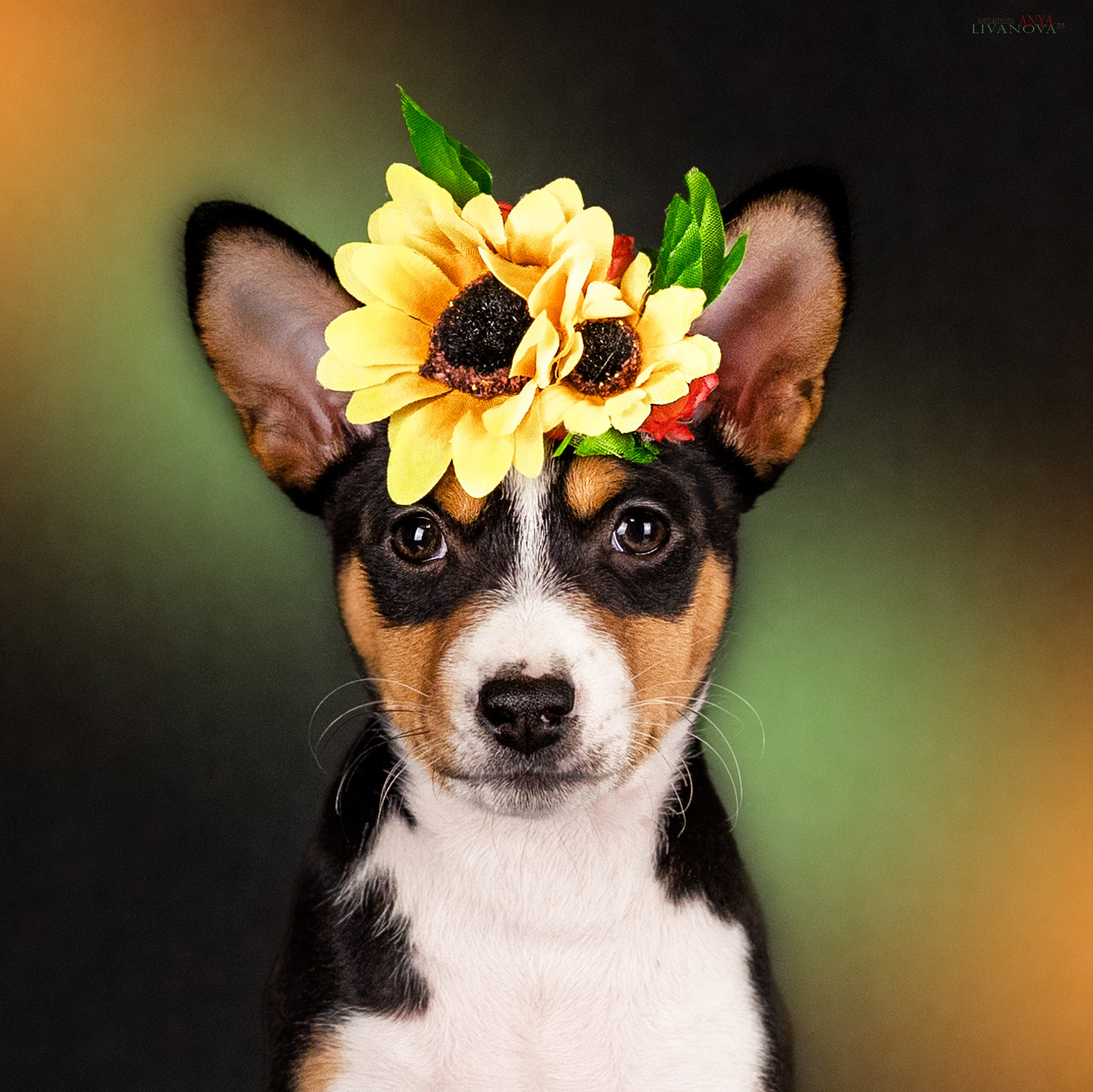 Басенджи. Фотограф анималист Аня Ливанова | Рыбинск