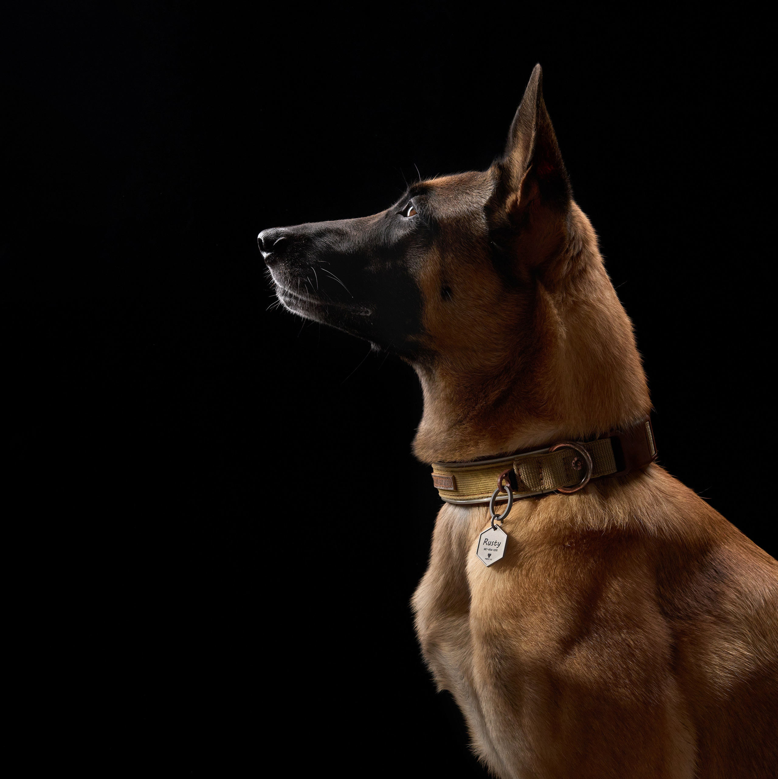 Advertising shooting with animals. Pets in advertising. Dog photographer Averianova Anna — Art photography of dogs