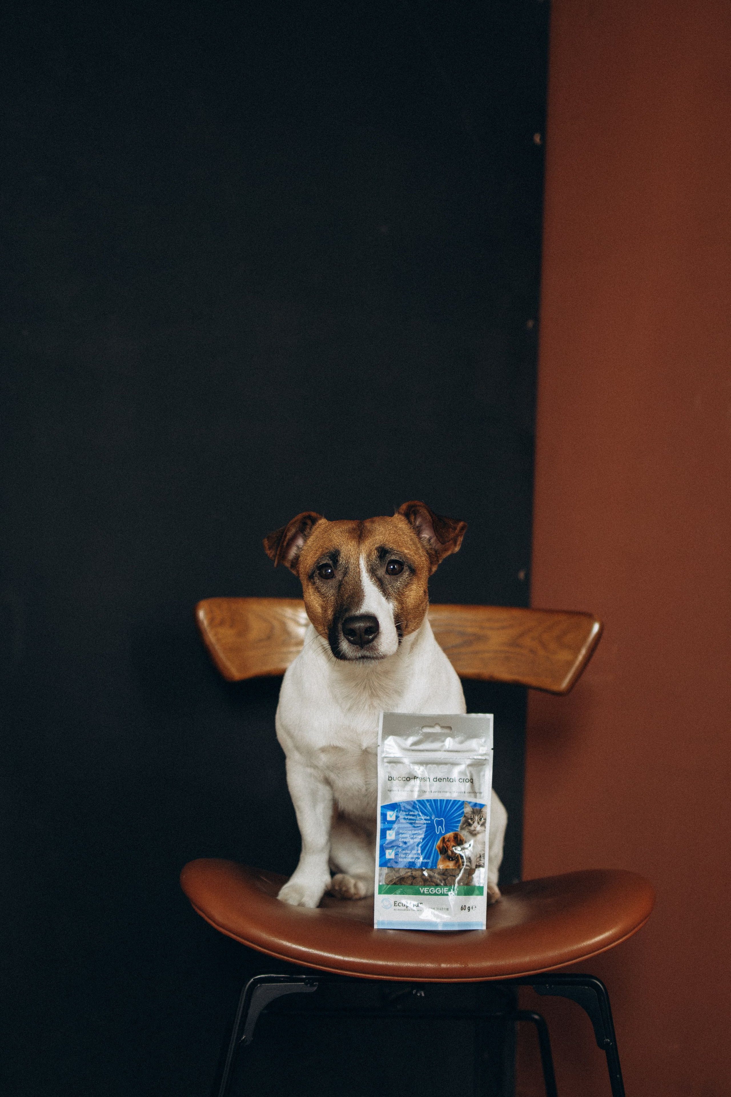 Orozyme&Emmiepet. Фотораф — анималист Мария Шистка