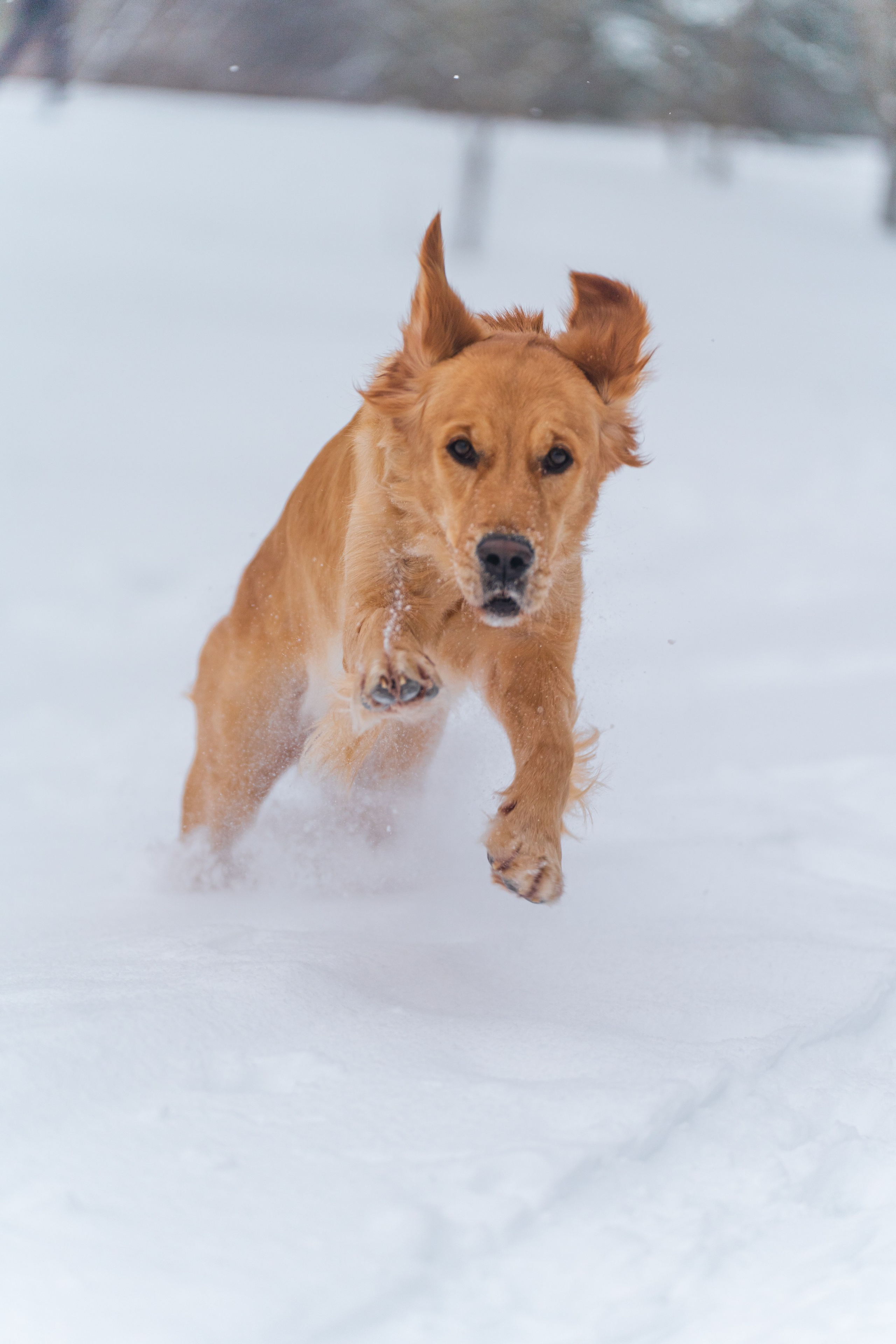 Наталья и Лесли. Фотограф в Москве Ленарская Дарья