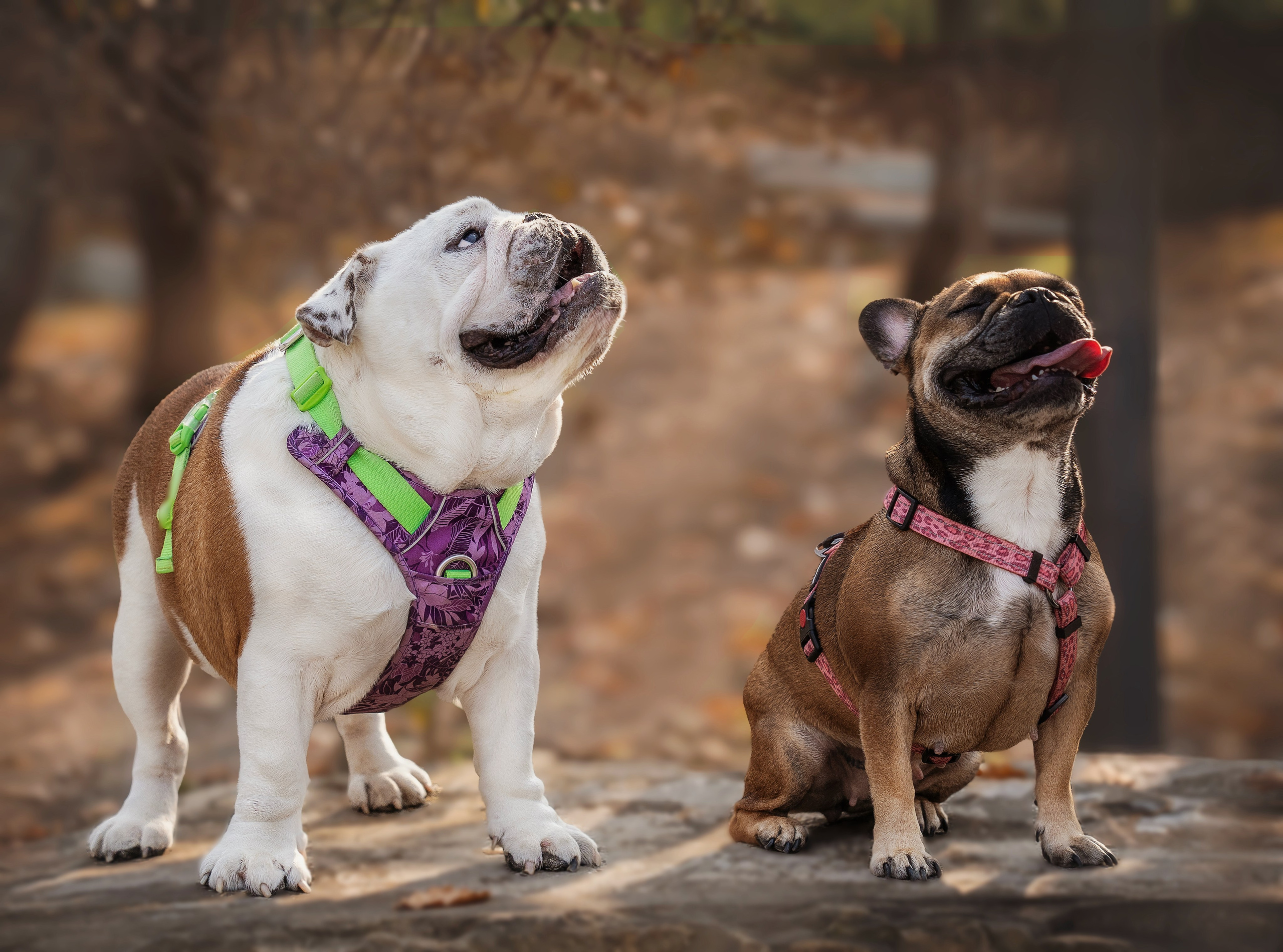 «Булочный» Фото день. Семейный фотограф анималист г. Находка