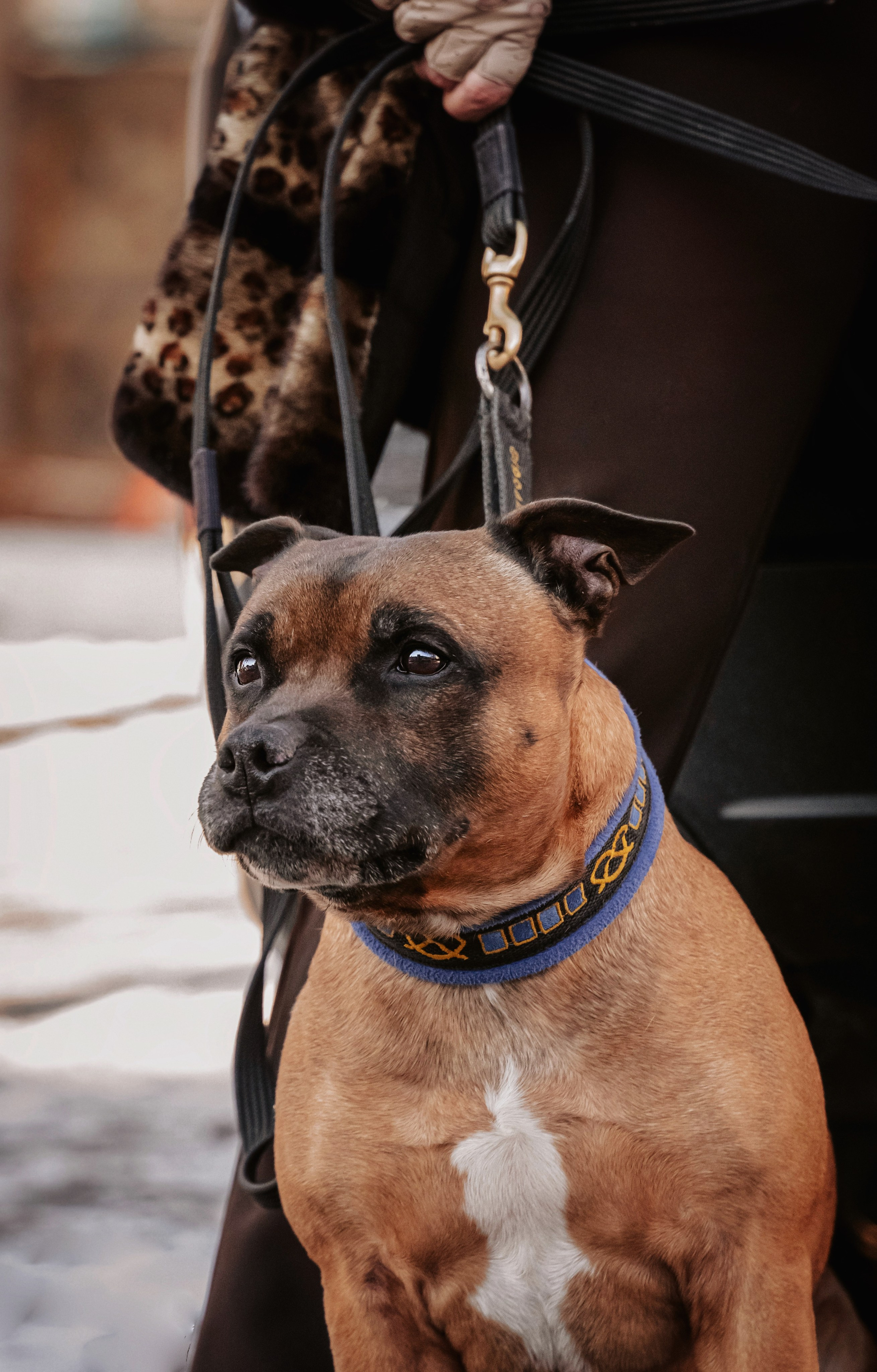 Наталья и Дор. Семейный фотограф анималист г. Находка