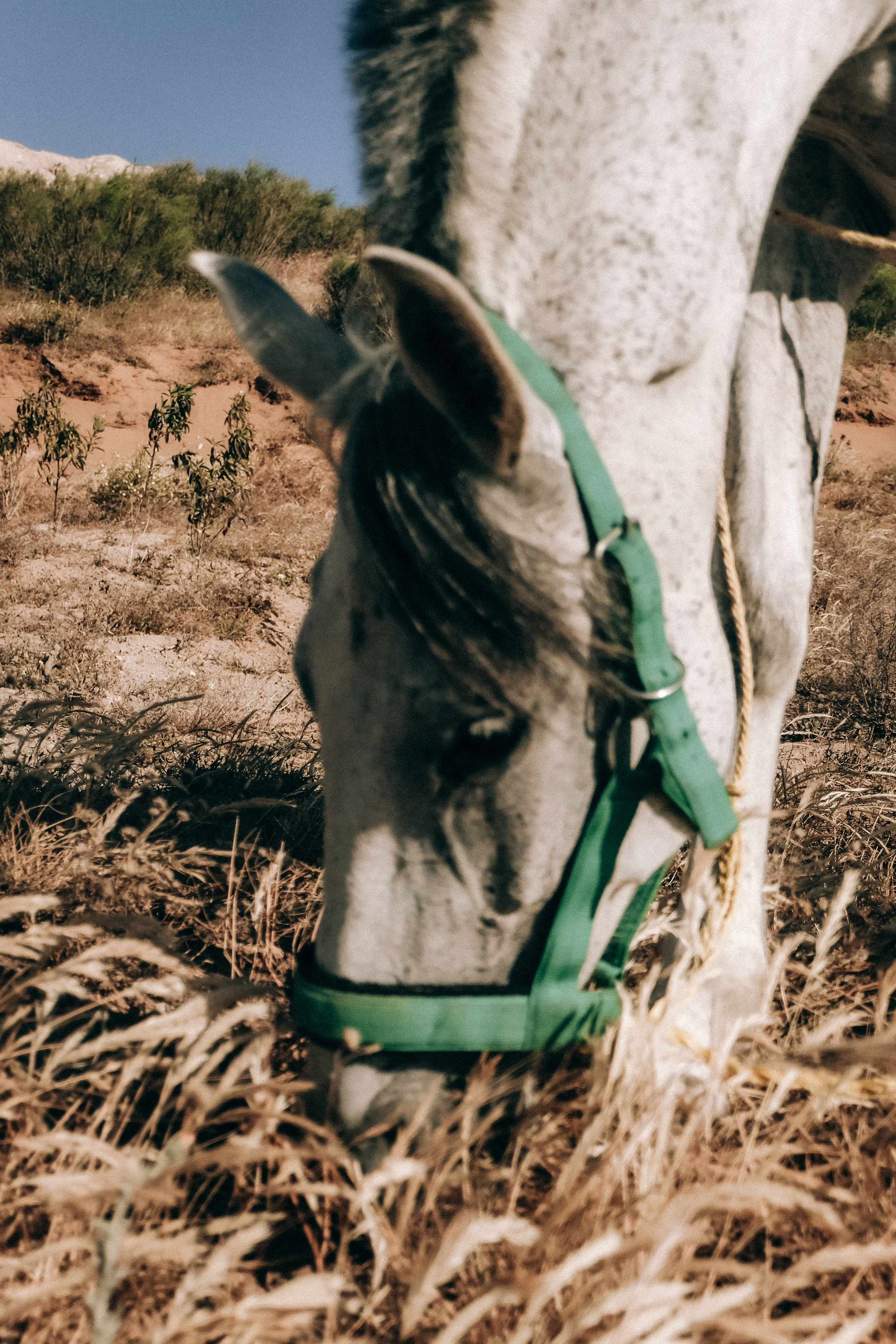 Семейная съемка. Olga Popova — Photographer in Morocco