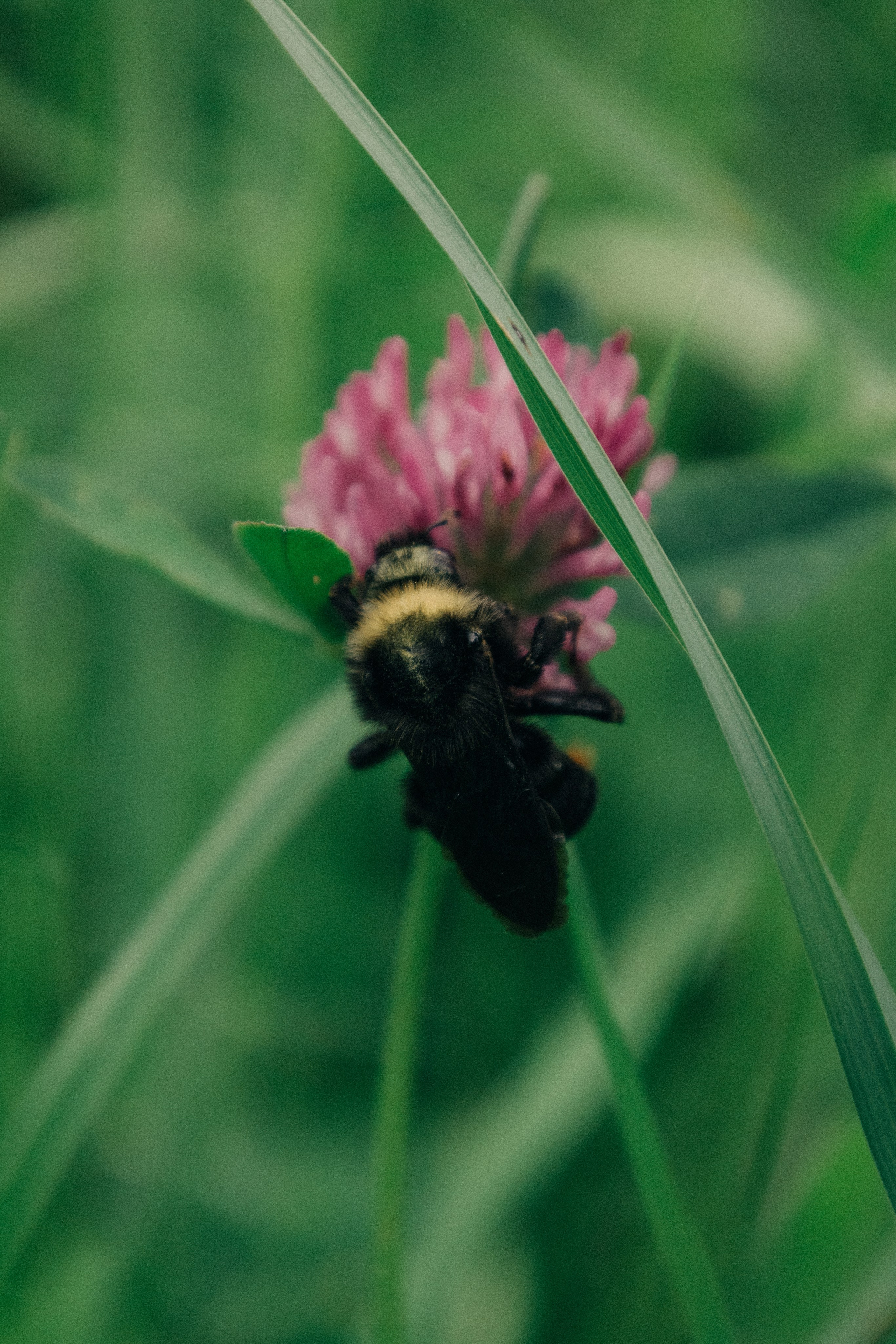 История любви Игоря и Мирославы в Павловском парке. Профессиональный фотограф в Санкт-Петербурге Александр Волосенцев