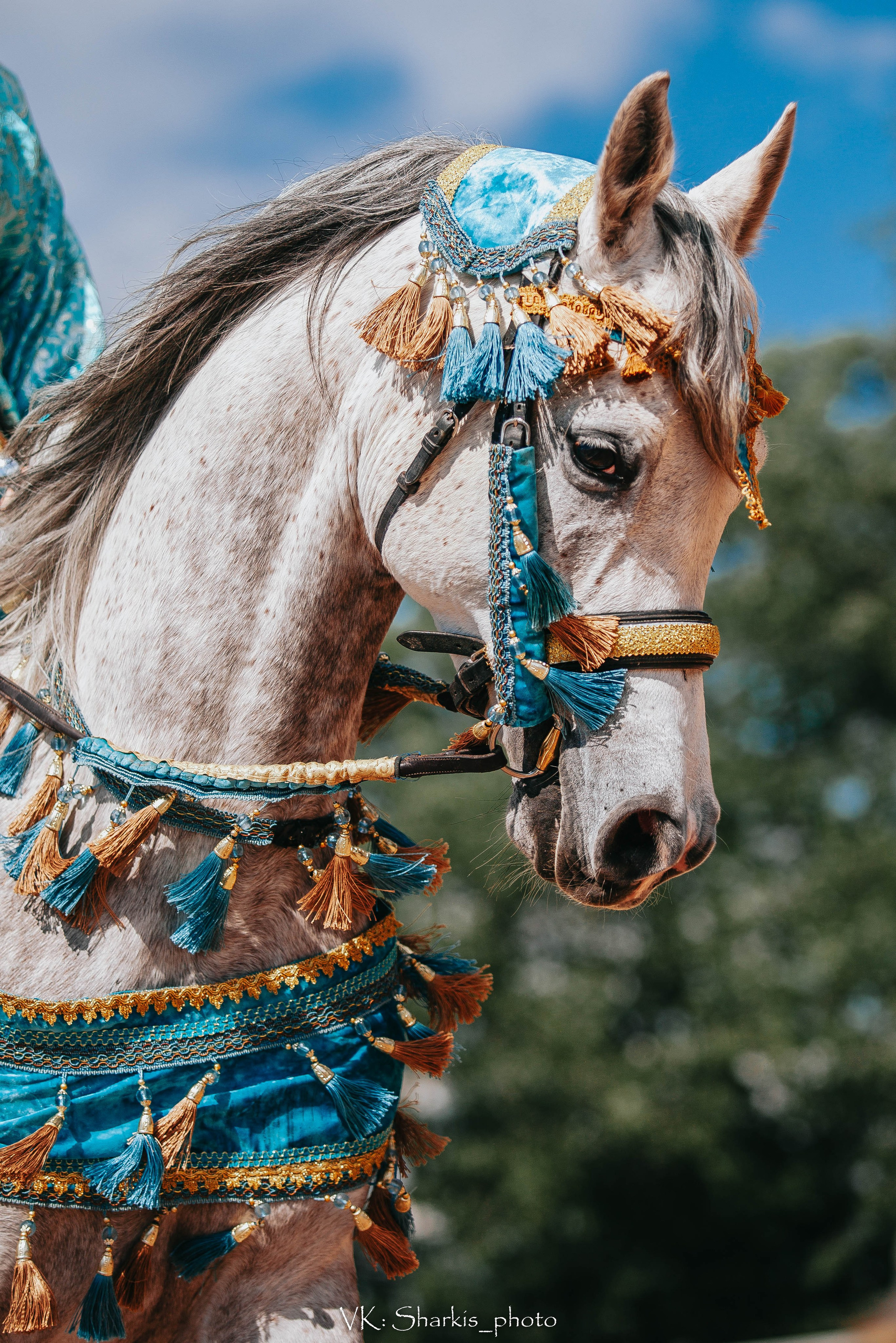 Лошади. Главная