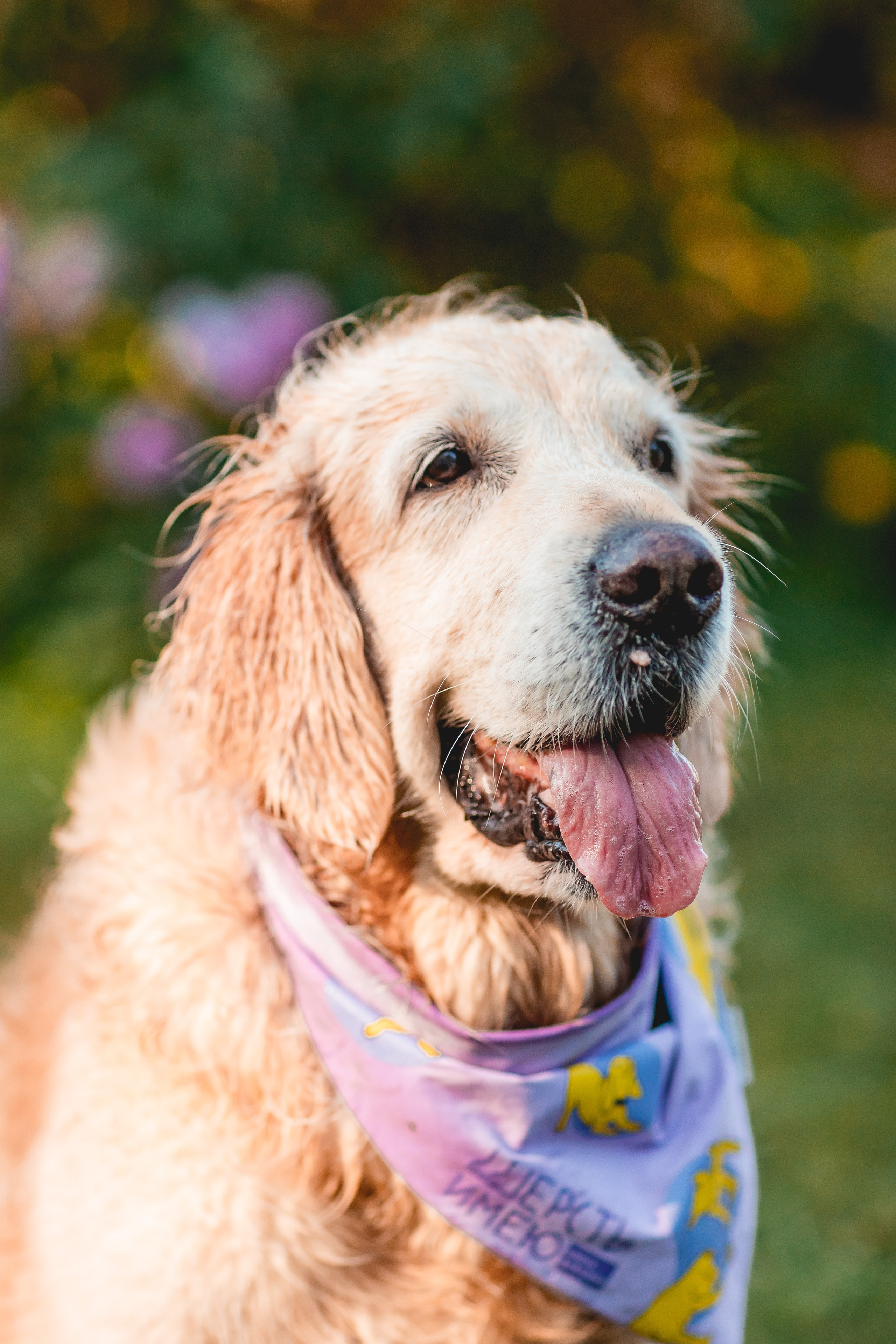 Ира, Альма и Белла. Семейный фотограф анималист Мария Крючкова