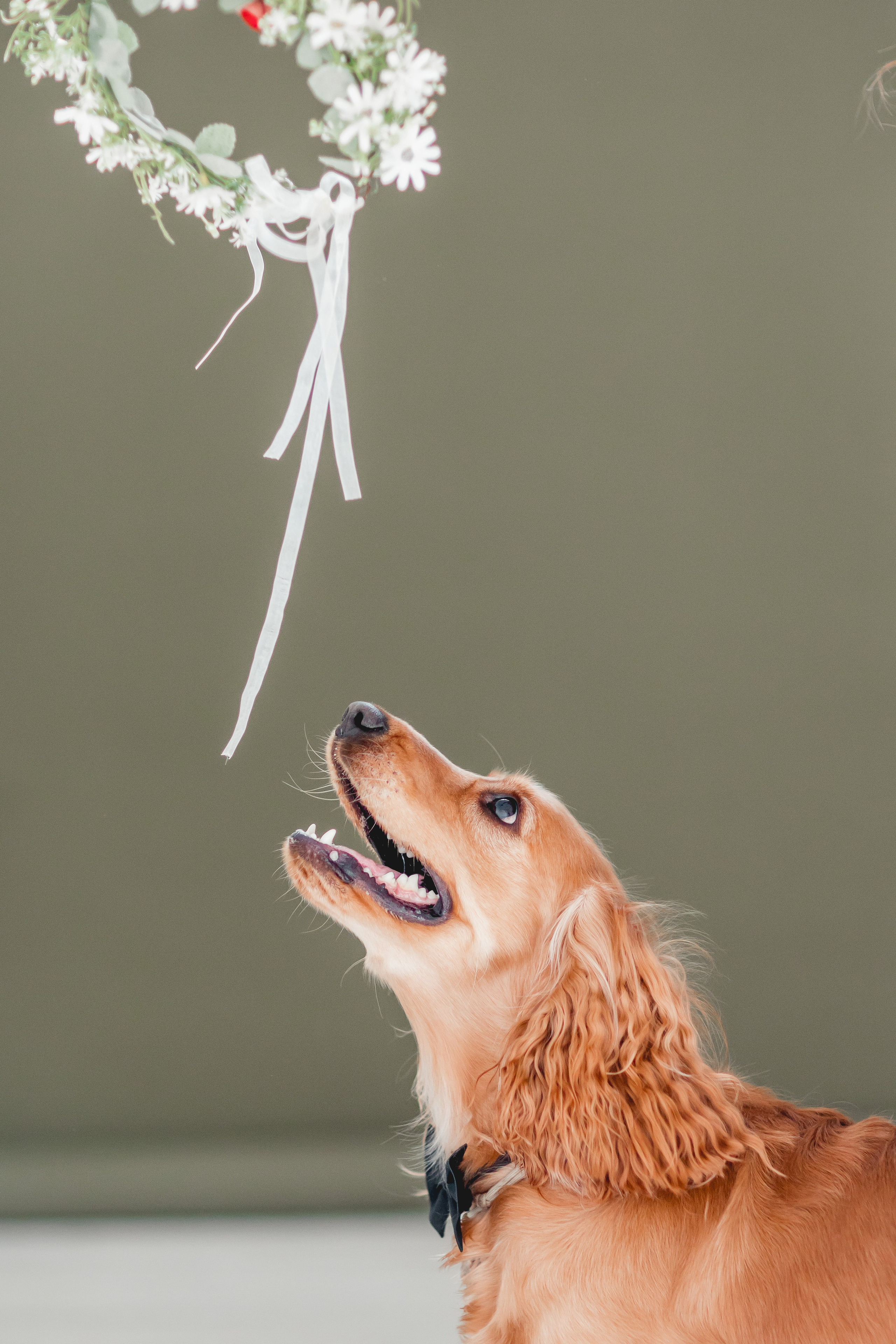 Лада и Барни. Семейный фотограф анималист Мария Крючкова