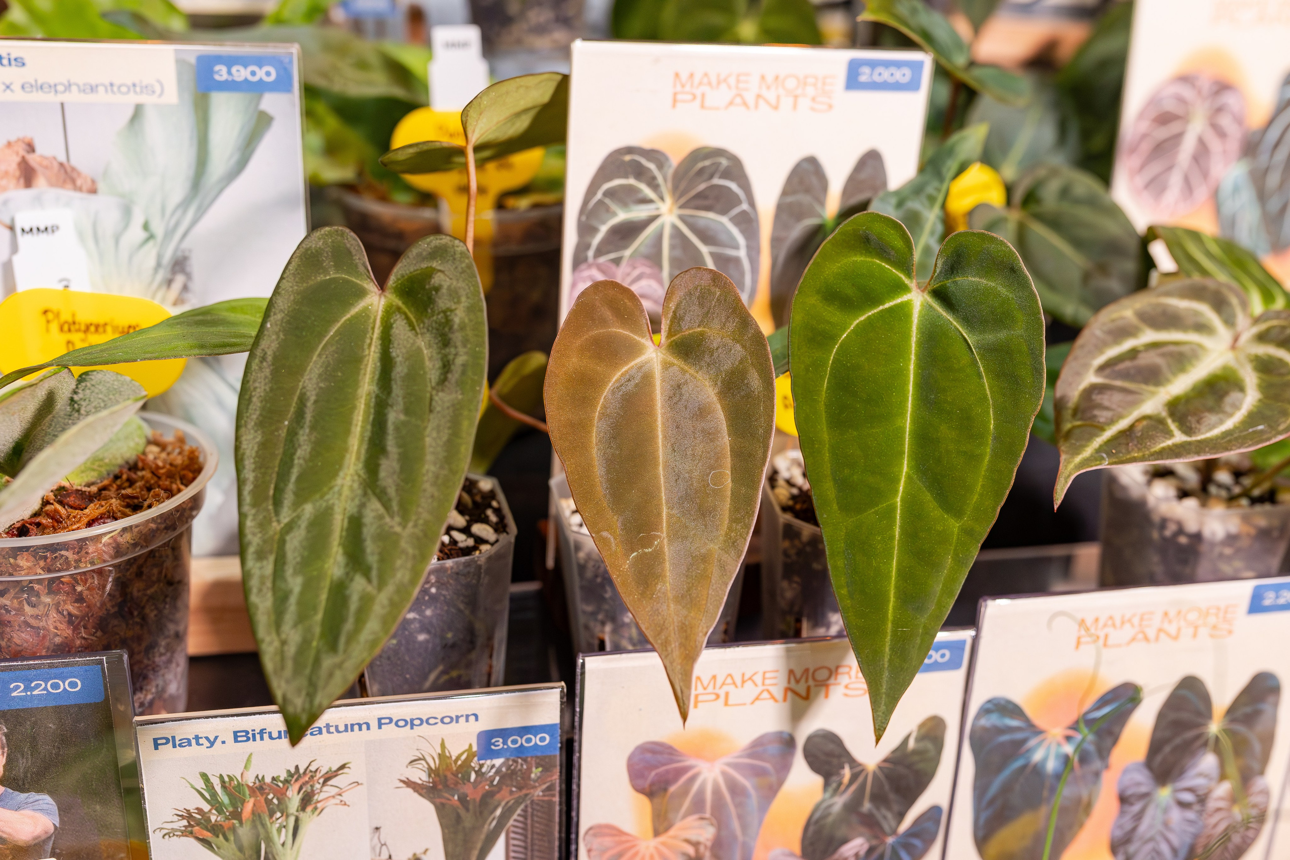 Монстериум апрель 2026. Александра Куликова фотограф, Москва