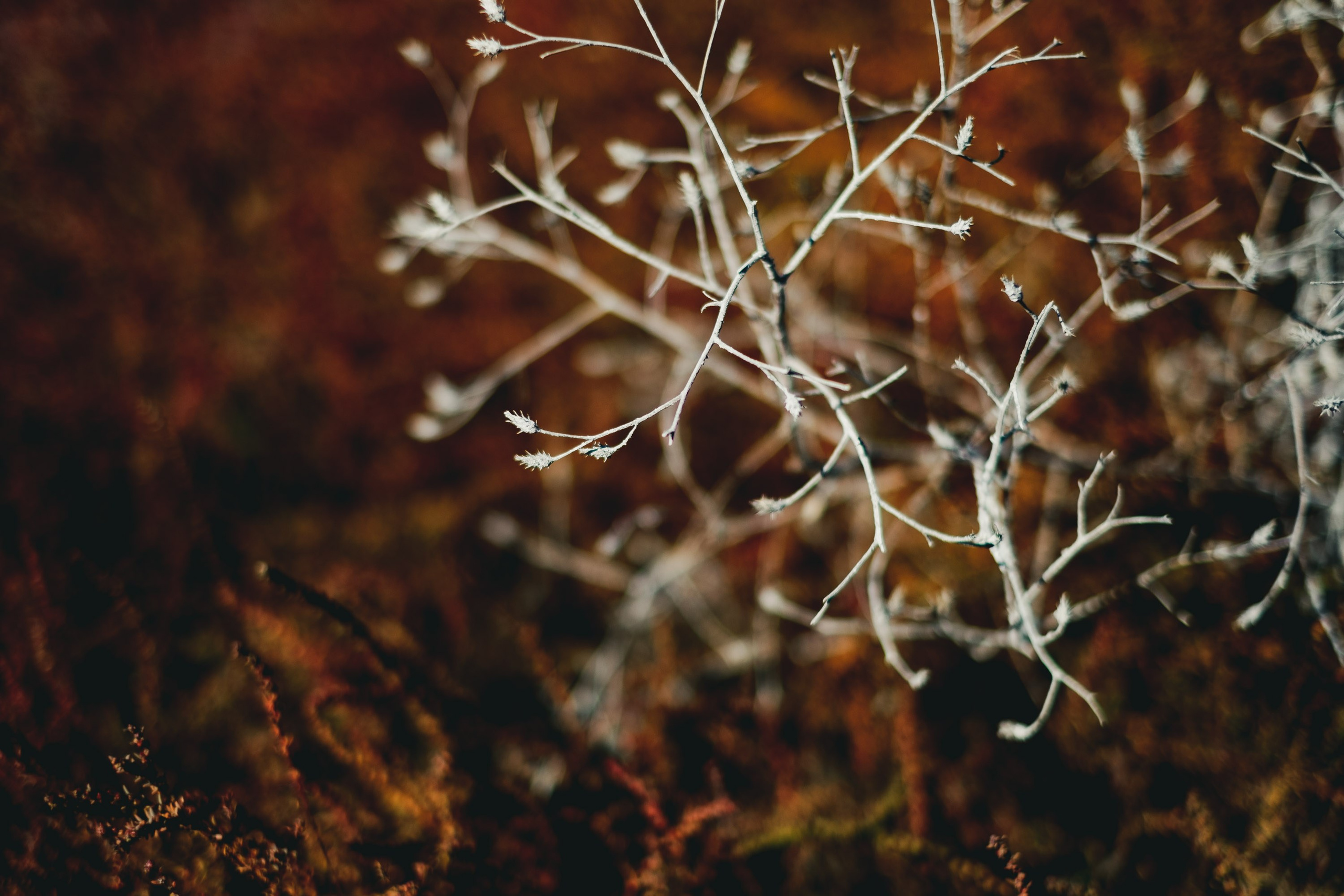 Georgia travel. Photographer in Tbilisi