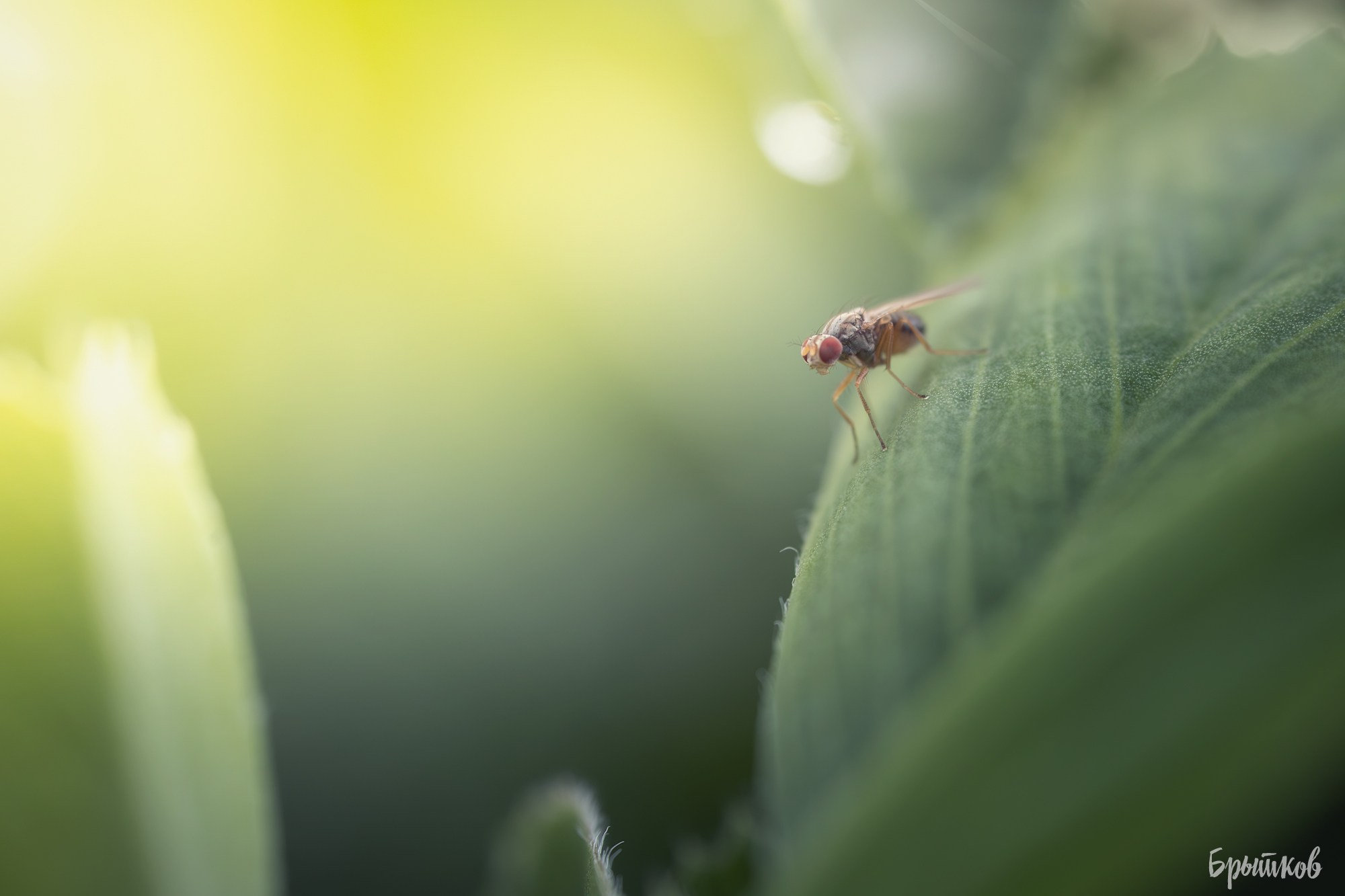 Макрофото. Николай Брытков — фотограф в Туле