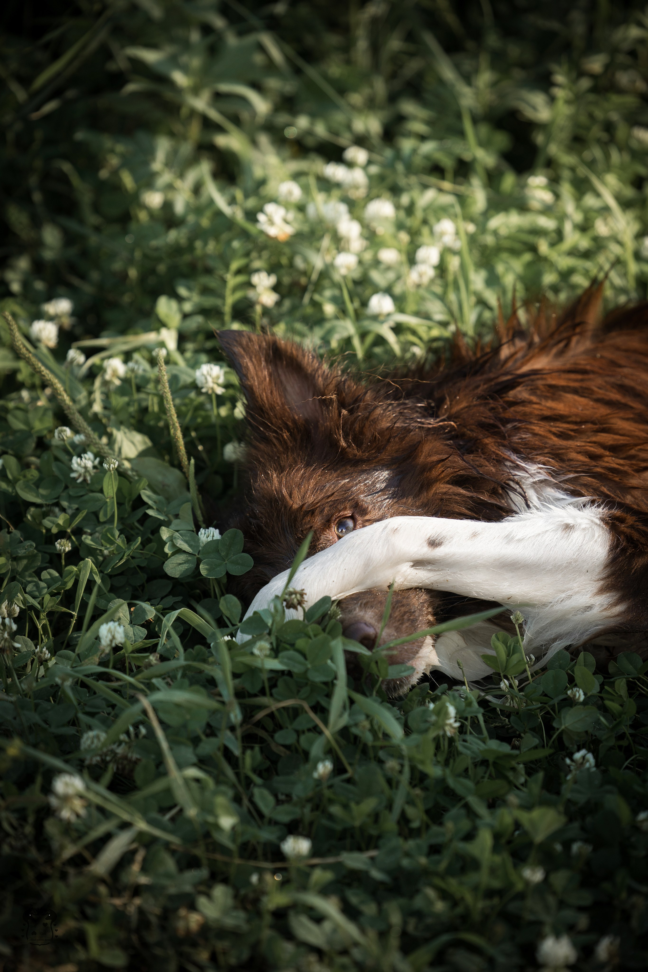 Портфолио. Фотограф-анималист в Екатеринбурге Марина Шишкина