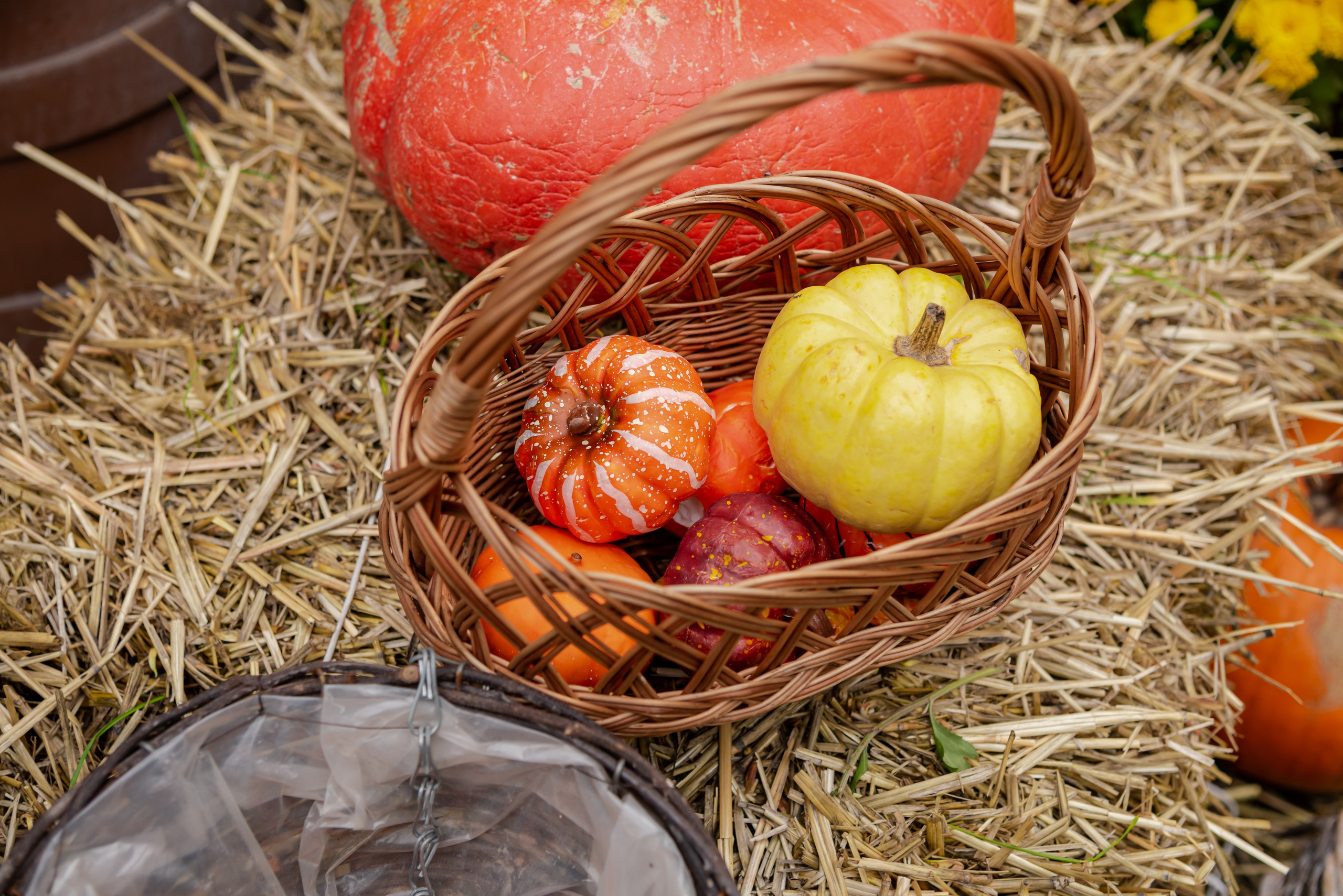 Авакадо. Фотограф Галина Нестерова