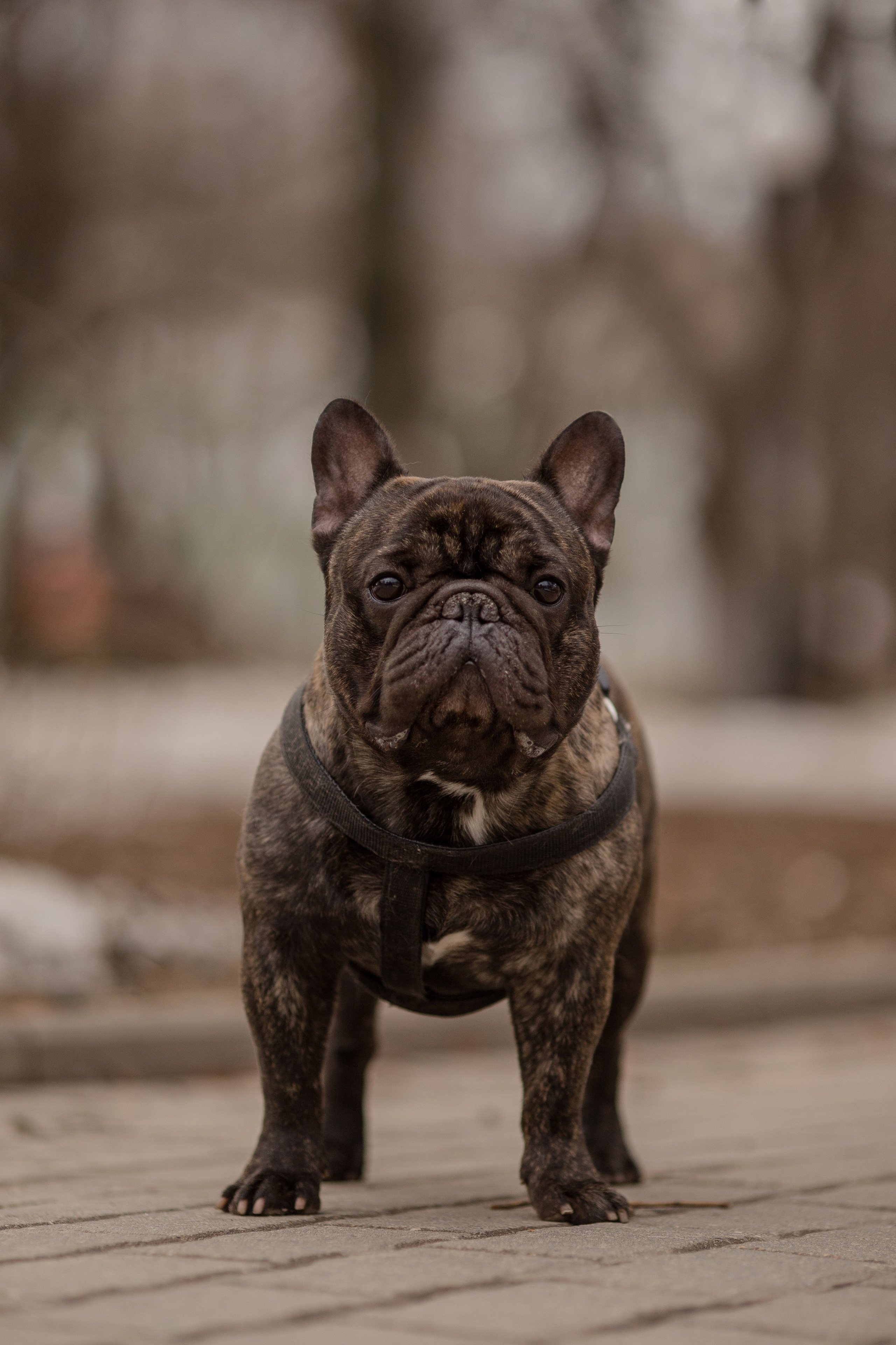 Фото французского бульдога