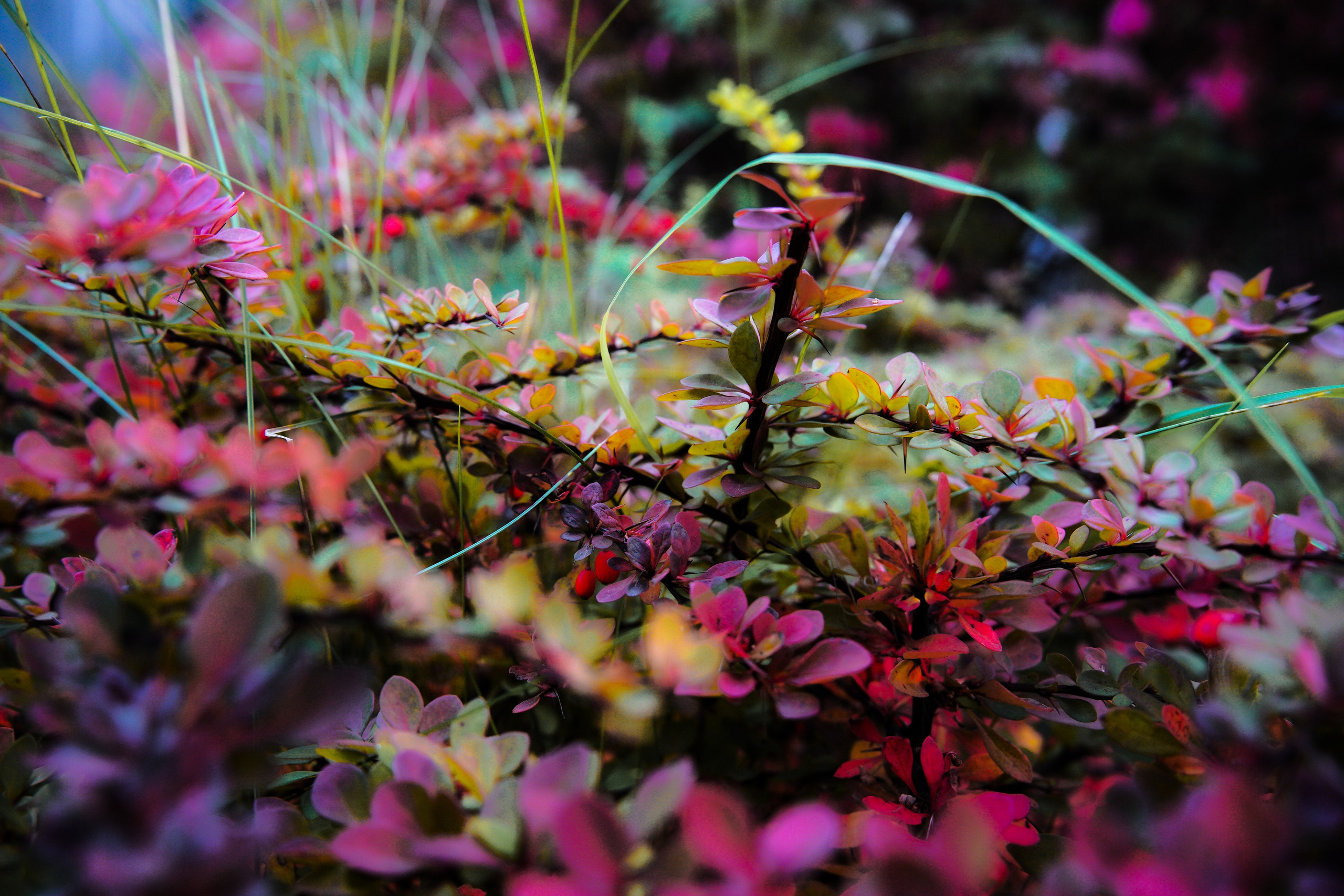 Осень 2025. Фотограф из Москвы — DASHA NOVA | Авторская фотография в разных жанрах