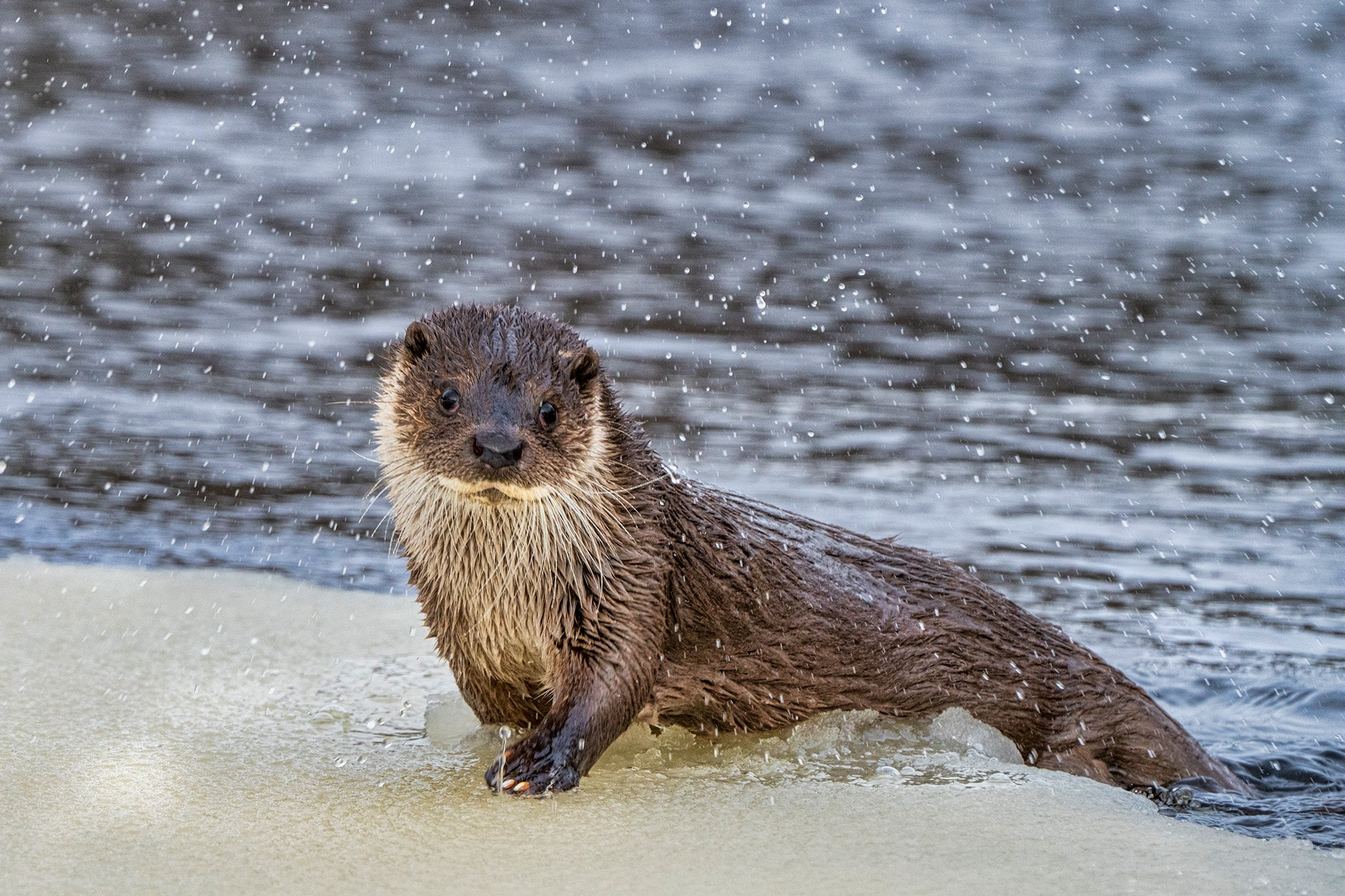 Зимой в Белоруссии. Фотограф Владимир Остапенко