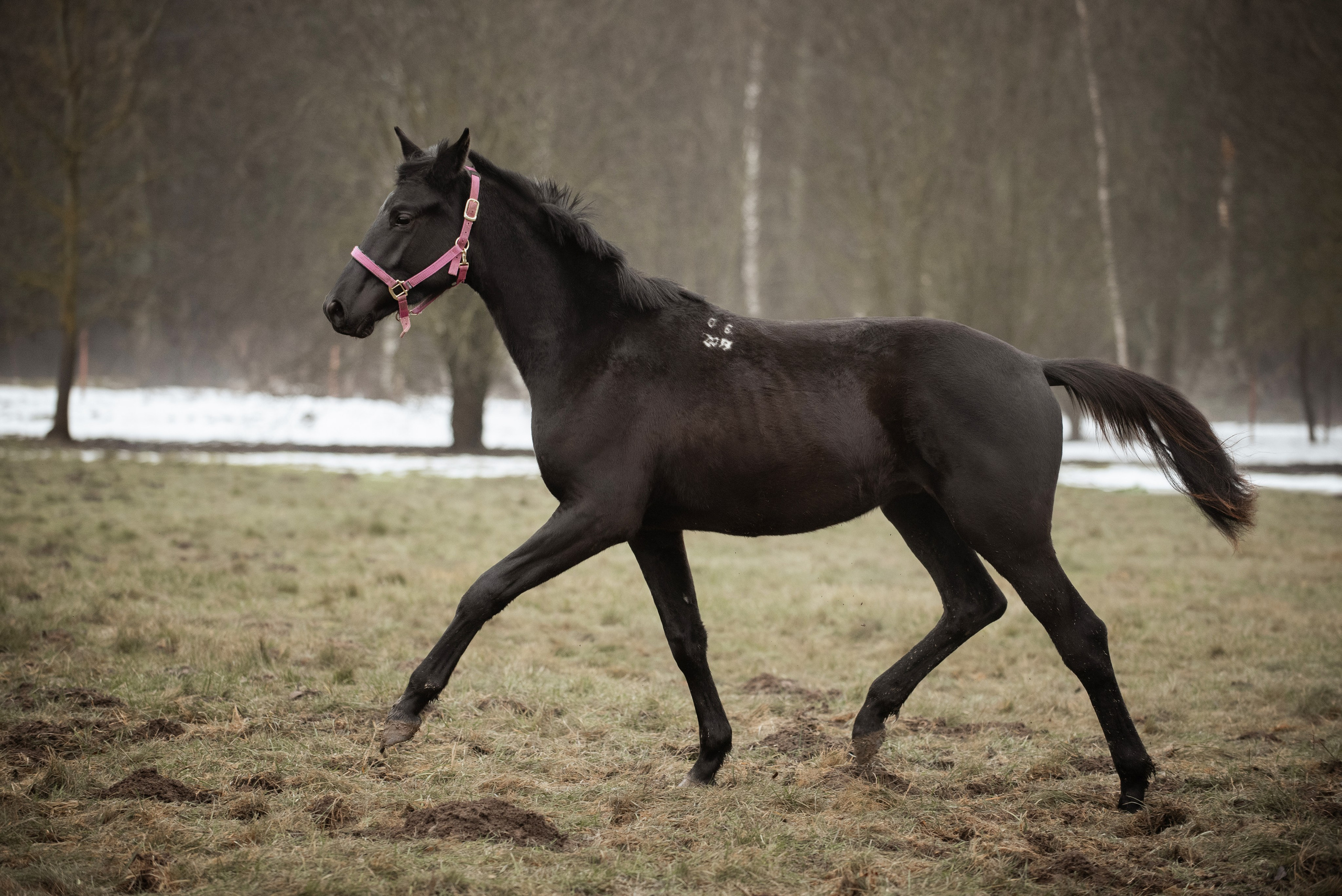 Мелкаши ЮНА. Куракина Дарья • Конный фотограф