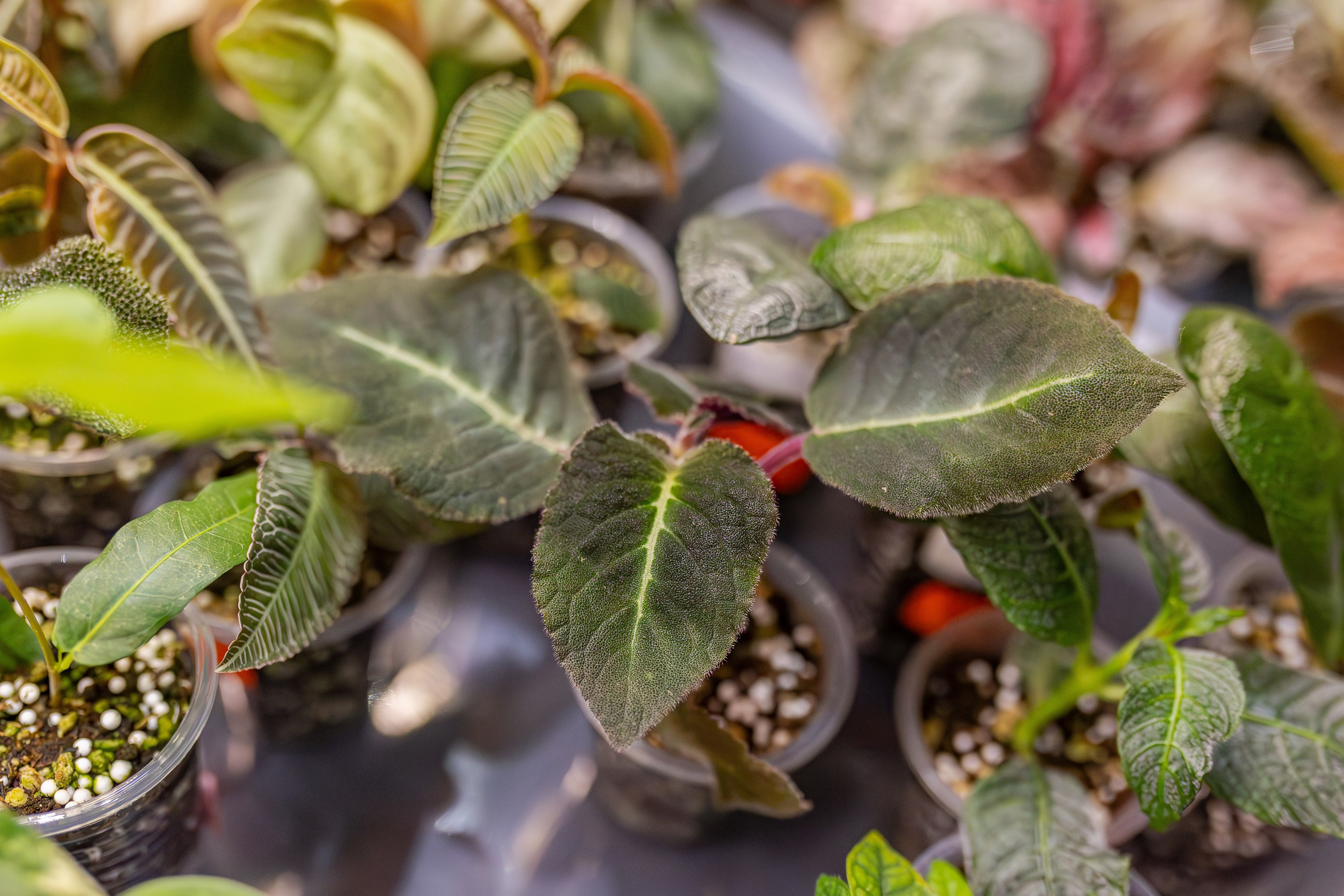 Монстериум апрель 2026. Александра Куликова фотограф, Москва