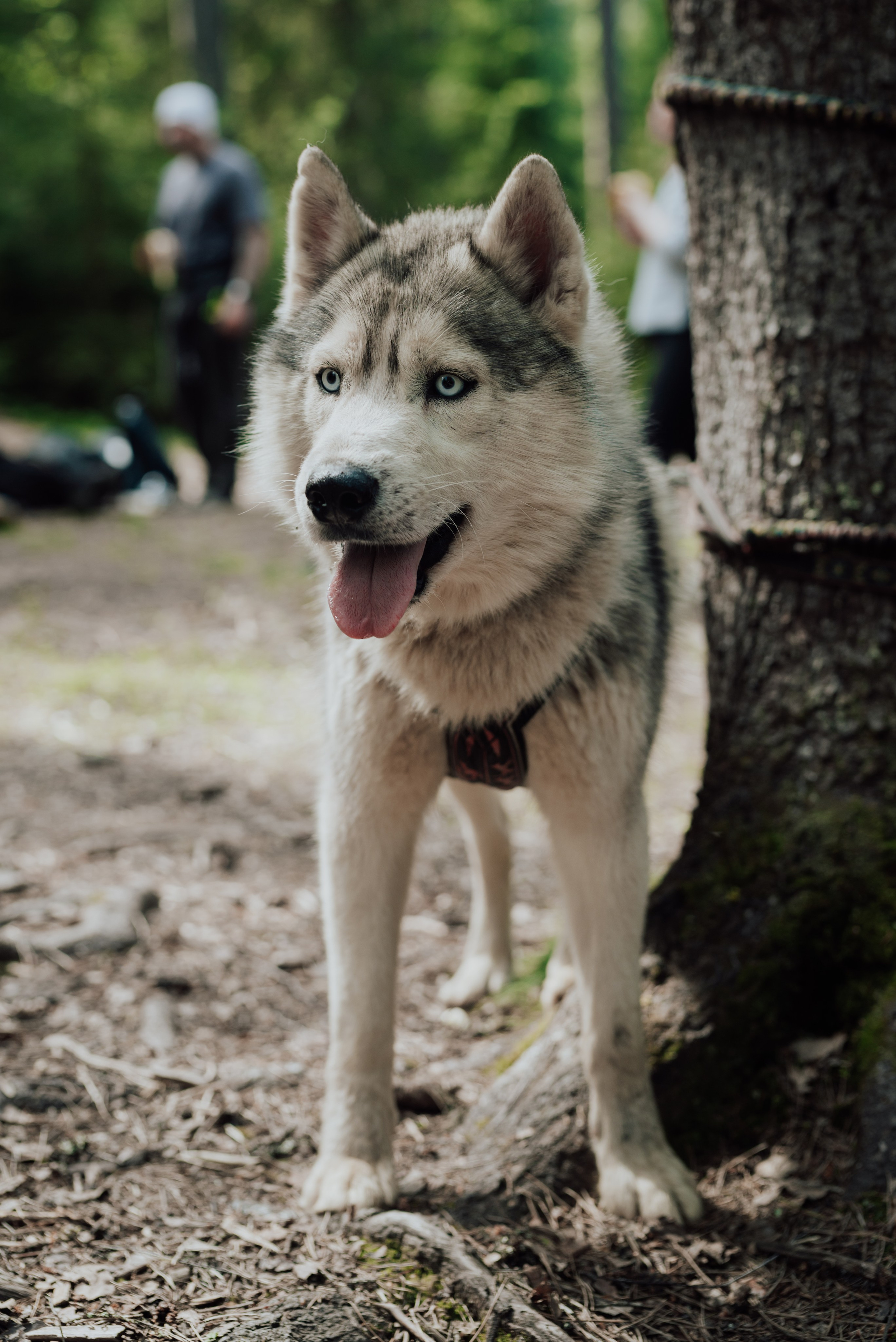 Догтрекинг. Фотограф в Санкт-Петербурге и Ленинградской области