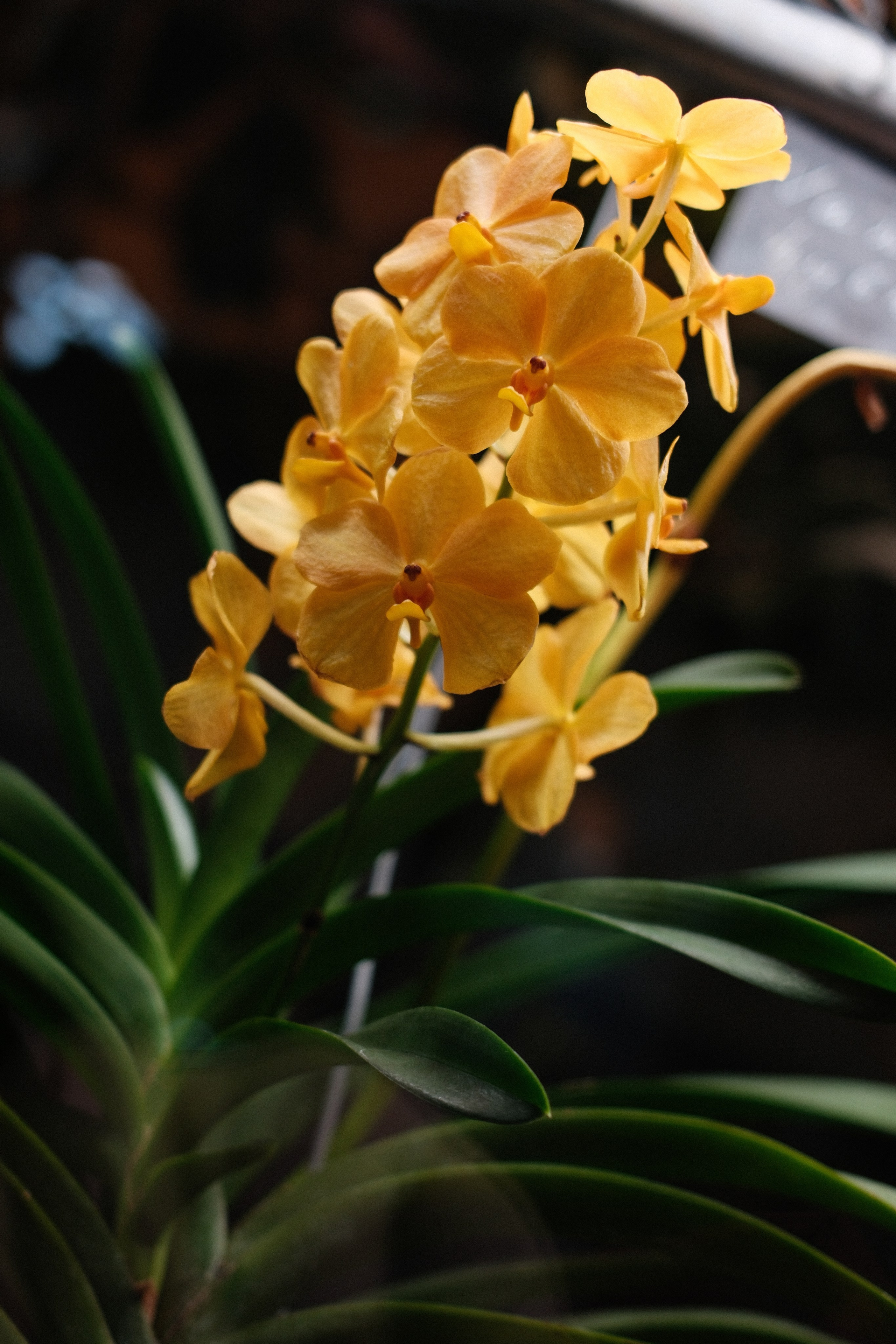 Аптекарский огород. Профессиональный фотограф в Москве Захар Ишутин