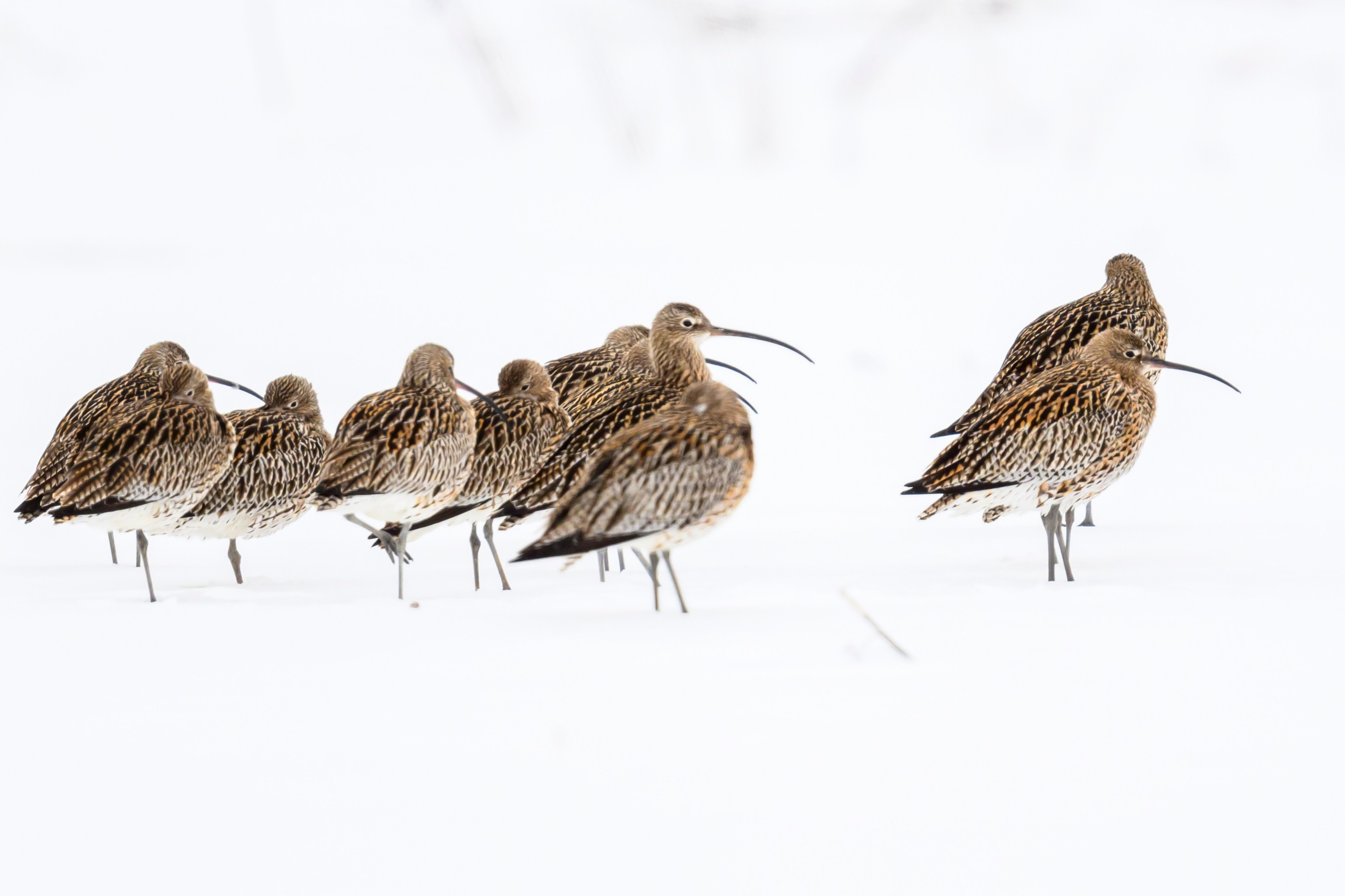 Большой кроншнеп. Фотограф Сергей Пупонин