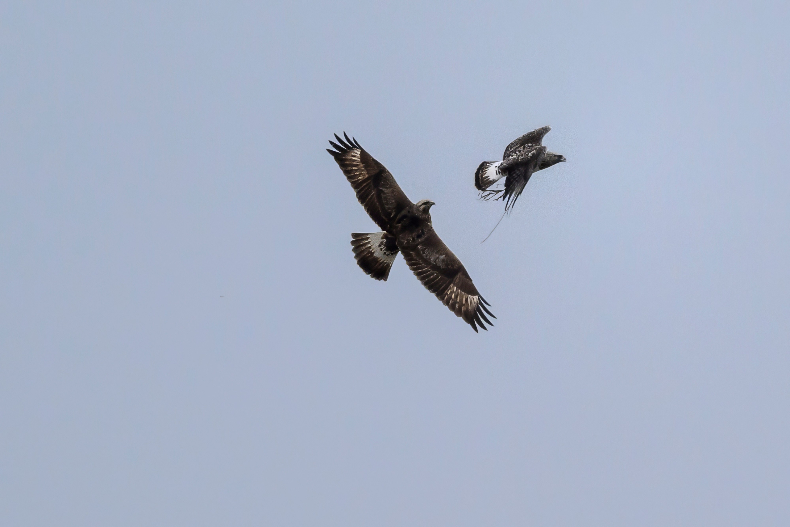 Драка зимняков. Wildlife photography by Sergey Puponin