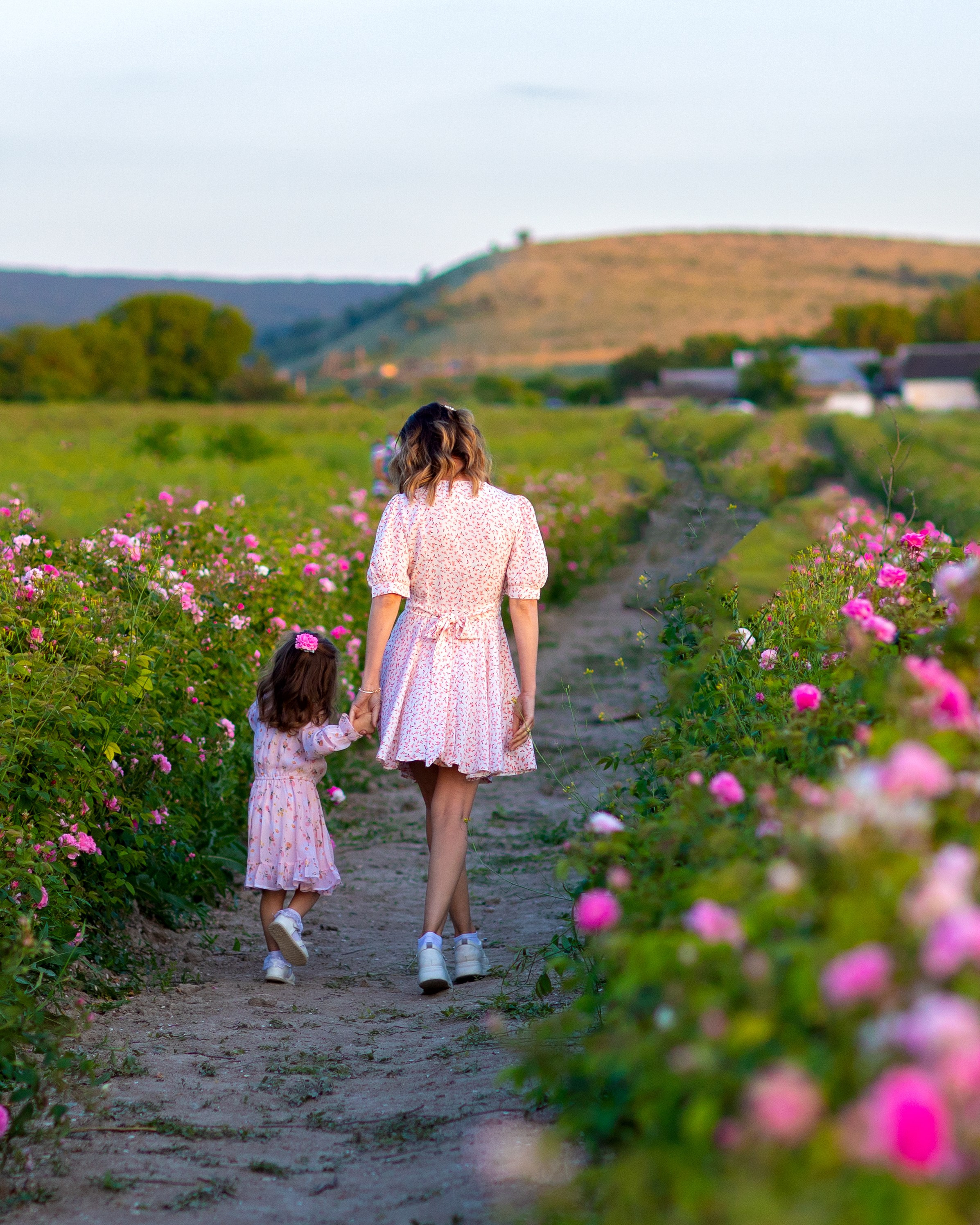 Чайная роза. Фотограф Севастополь/Крым Светлана Евтушенко