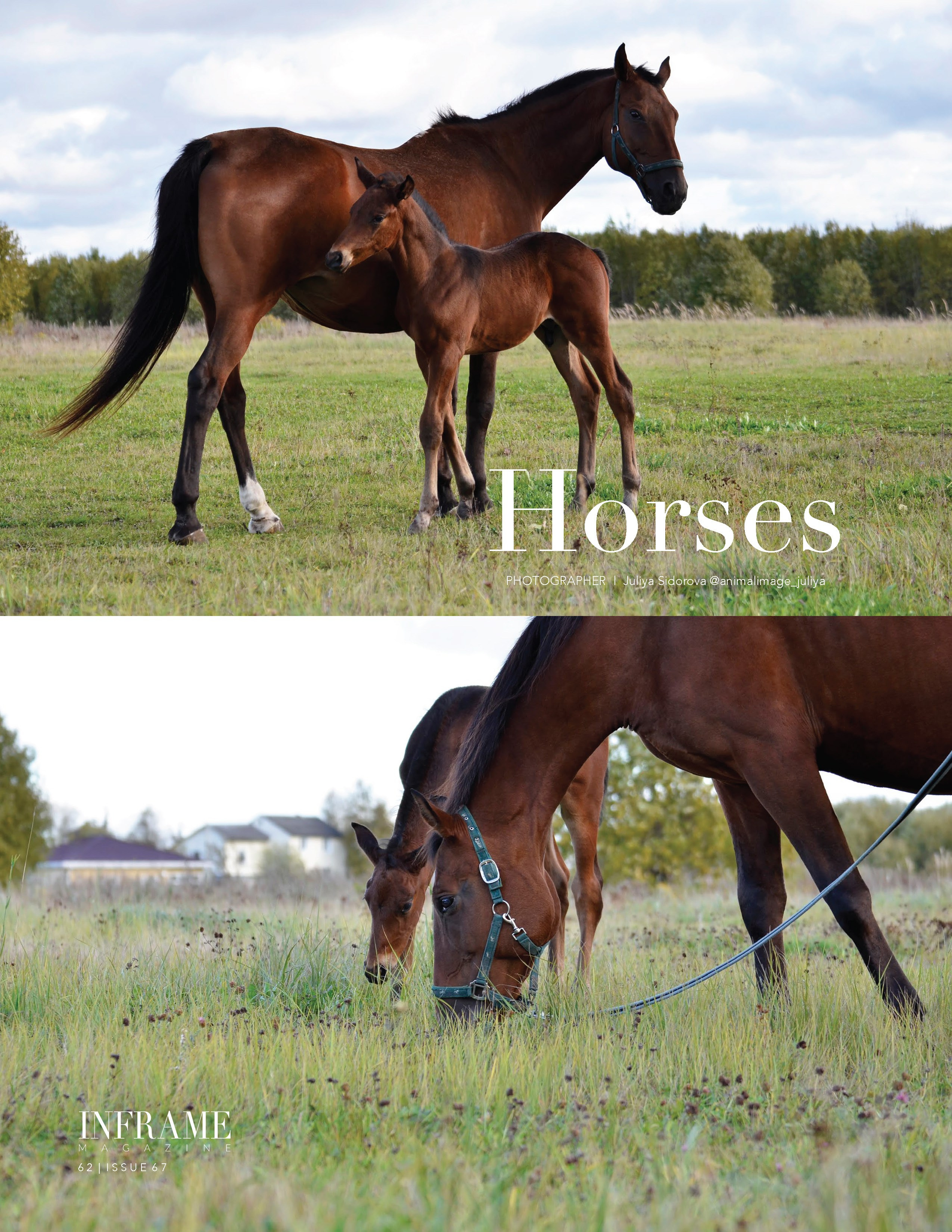 Публикации. Фотограф анималист