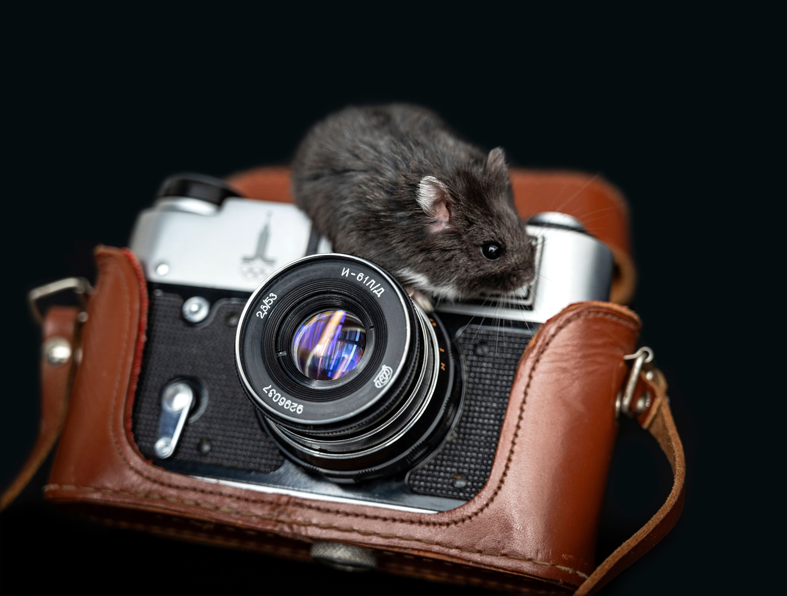 Не собаки и не лошади. Фотограф анималист