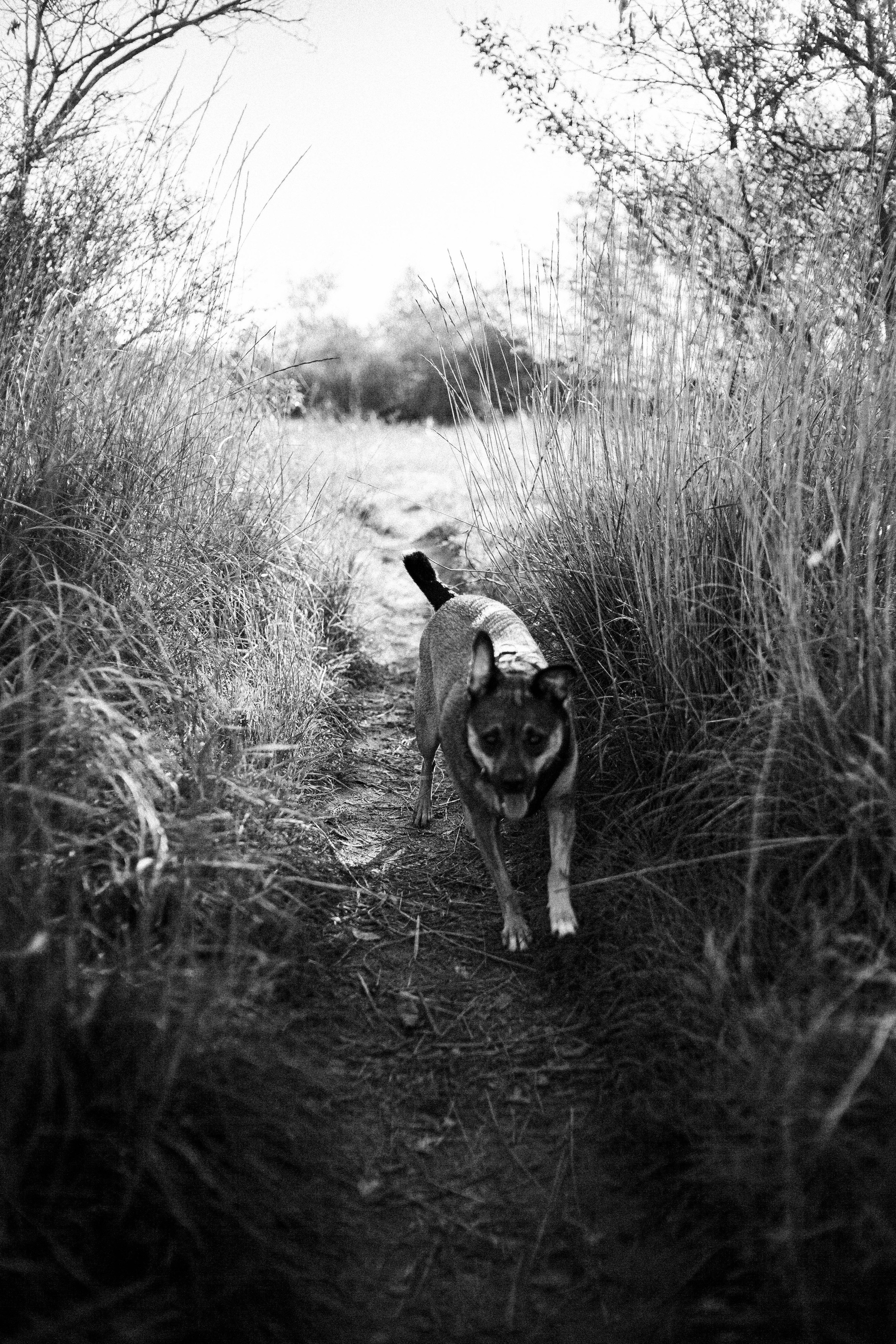 Фотограф животных Евпатория