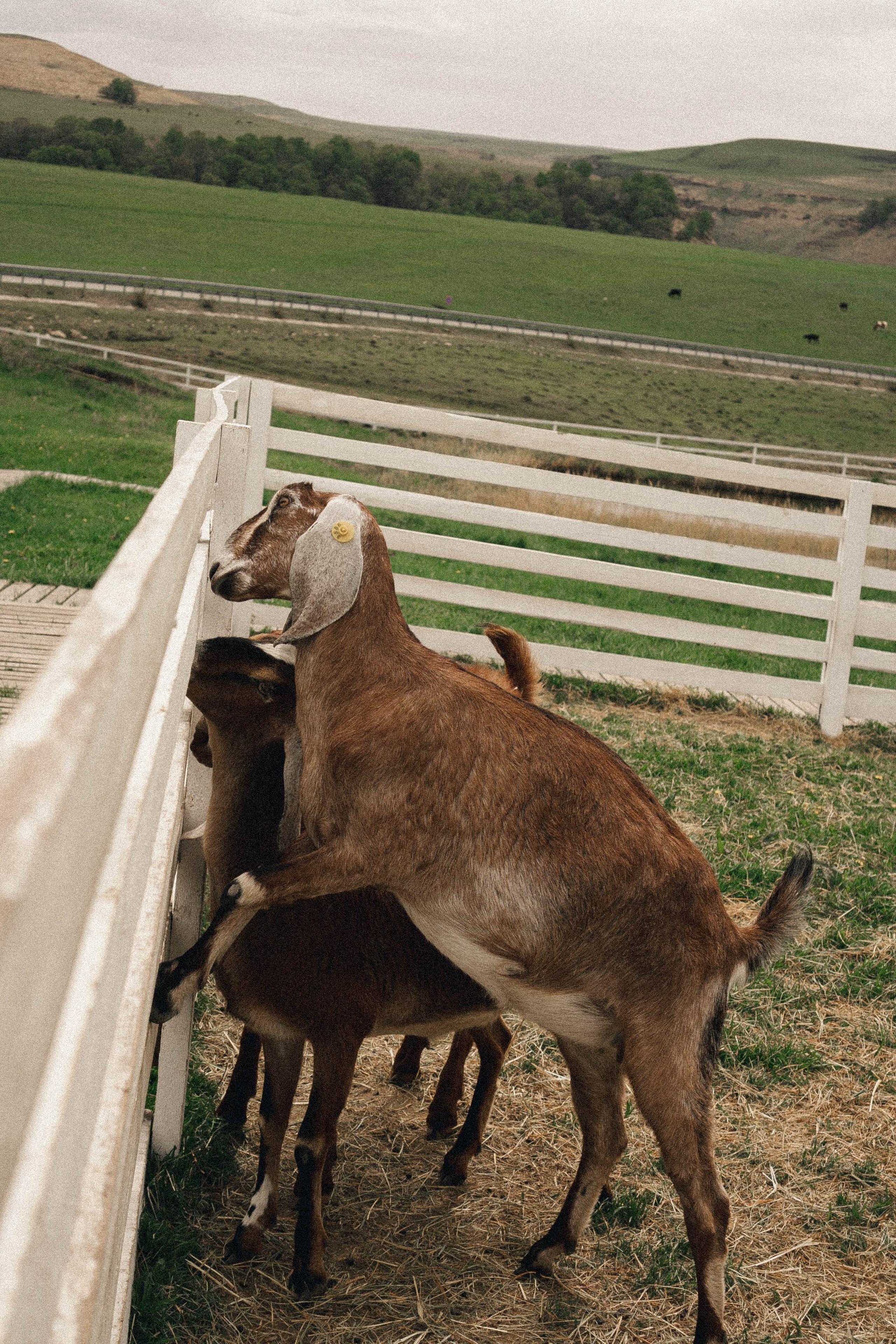 Ферма Альпак. Профессиональный фотограф, Санкт-Петербург — Виктория Богомолова