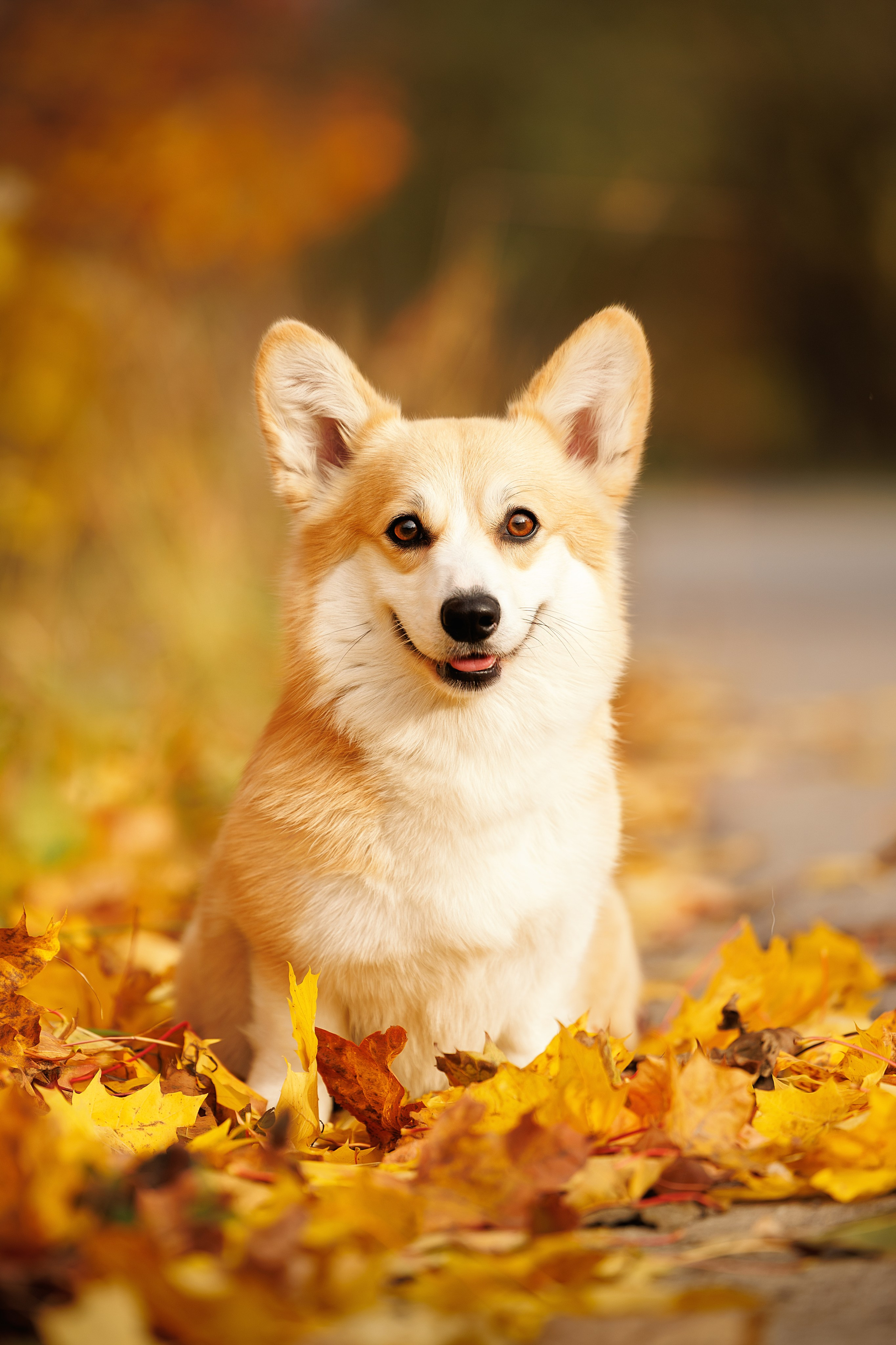 Портфолио: Фотосъёмка собак в Москве и области — авторские образы. Фотограф-анималист и бренд-фотограф в Москве | Фотография собак, людей, бизнес-портрет