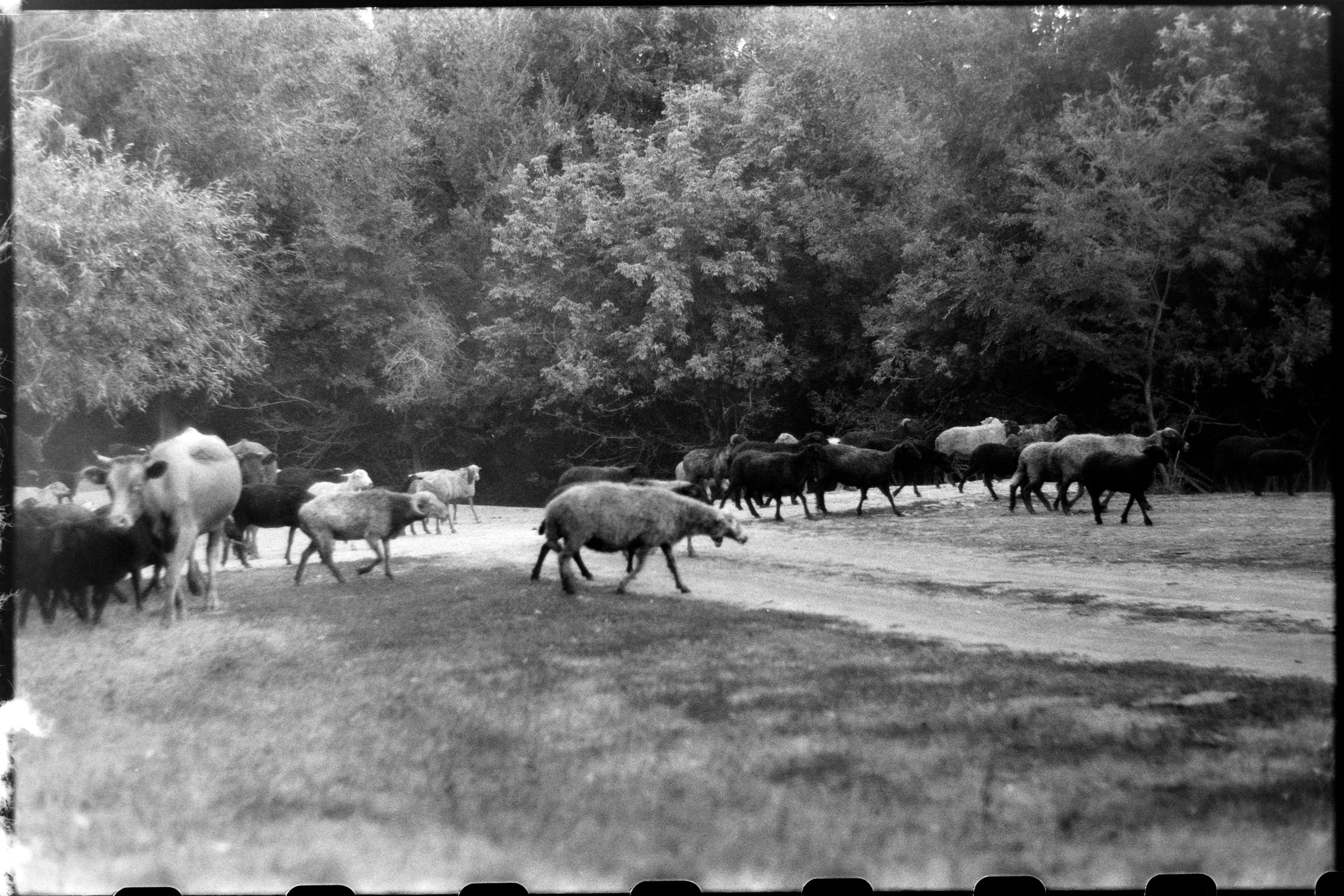 Пленочная история. Дмитрий Пропадалин, Нейрофотография