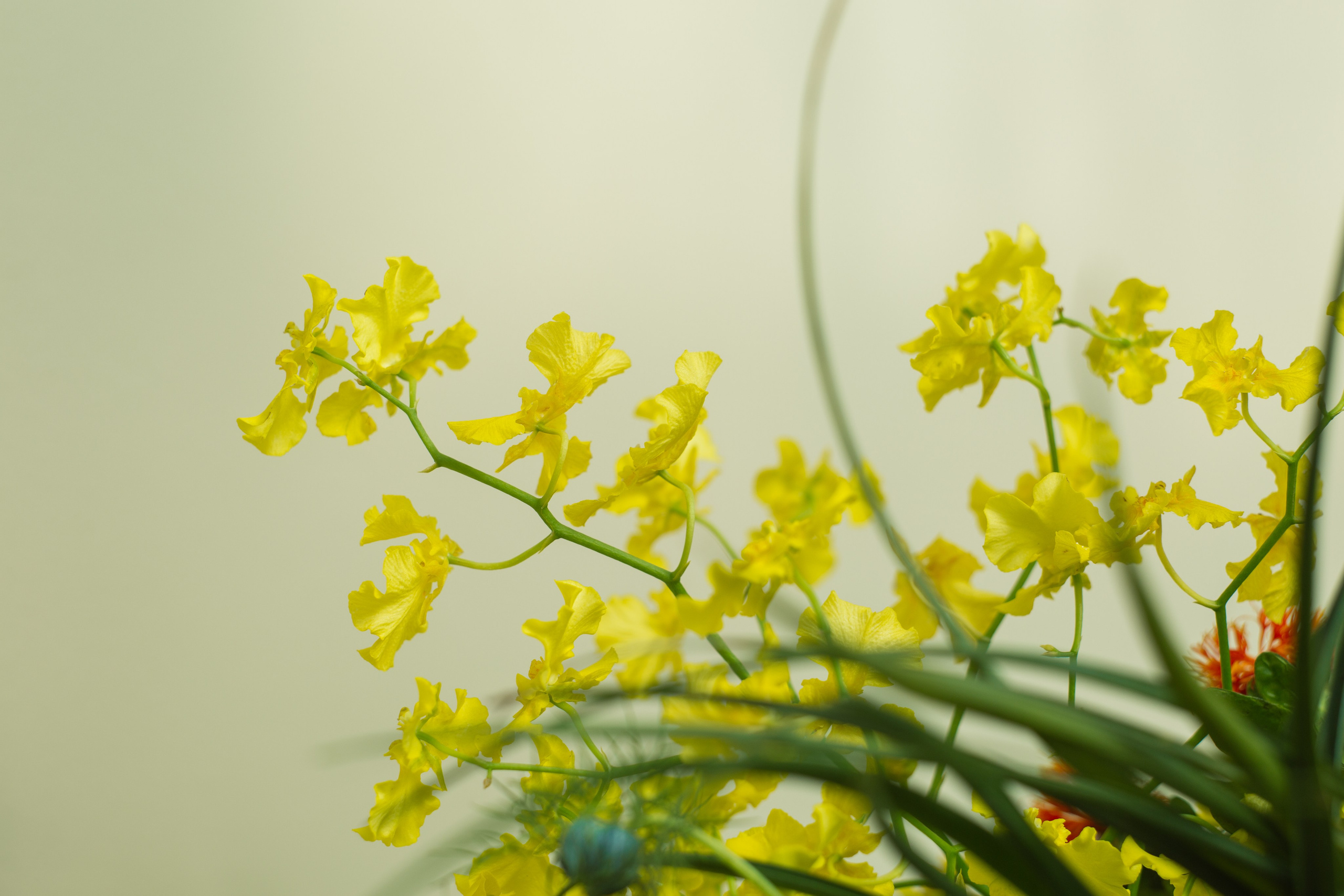 Denis. Lena Sorokina photographer, Astana, Kazakhstan