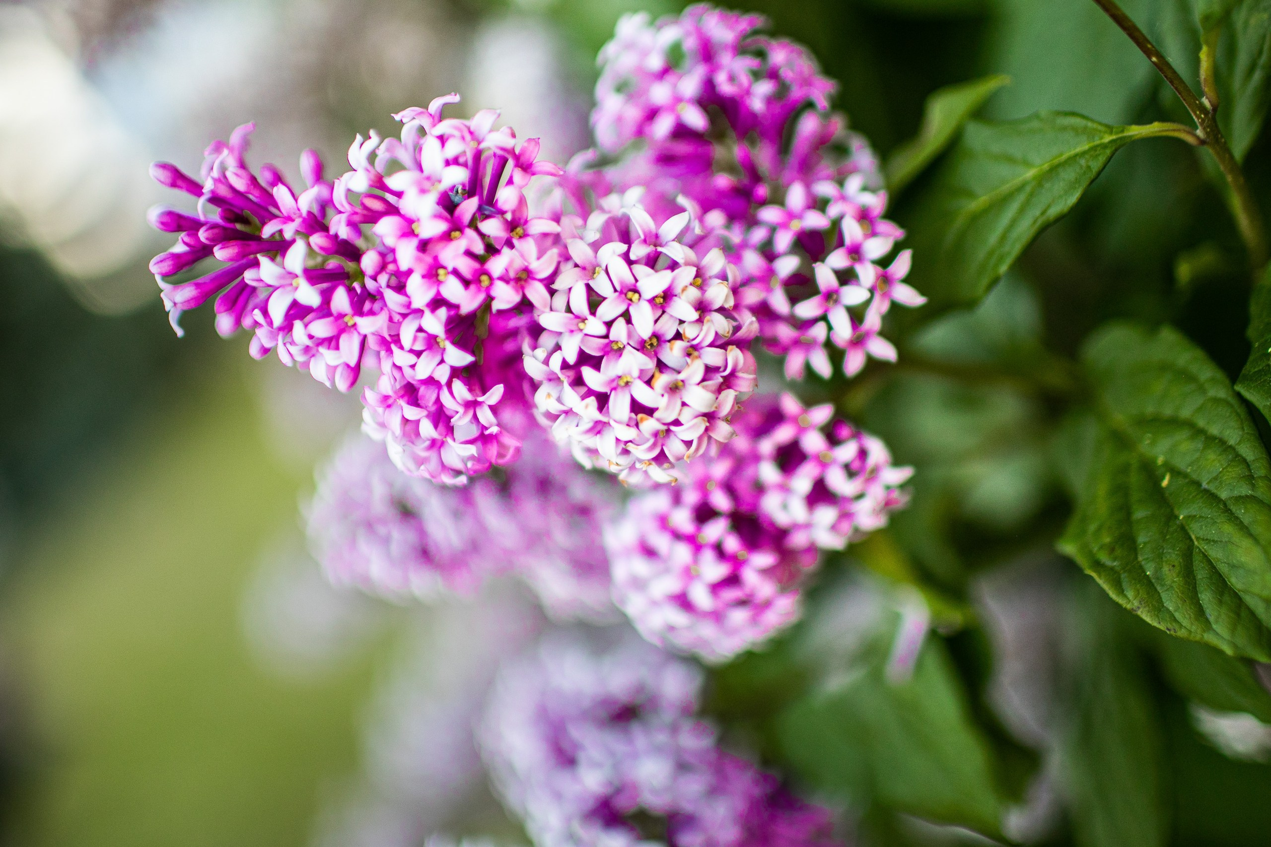 Весна, весна! Как воздух чист!. Фотограф Елена Вишневская (Ушакова) Нефтеюганск, Сургут, Тюмень