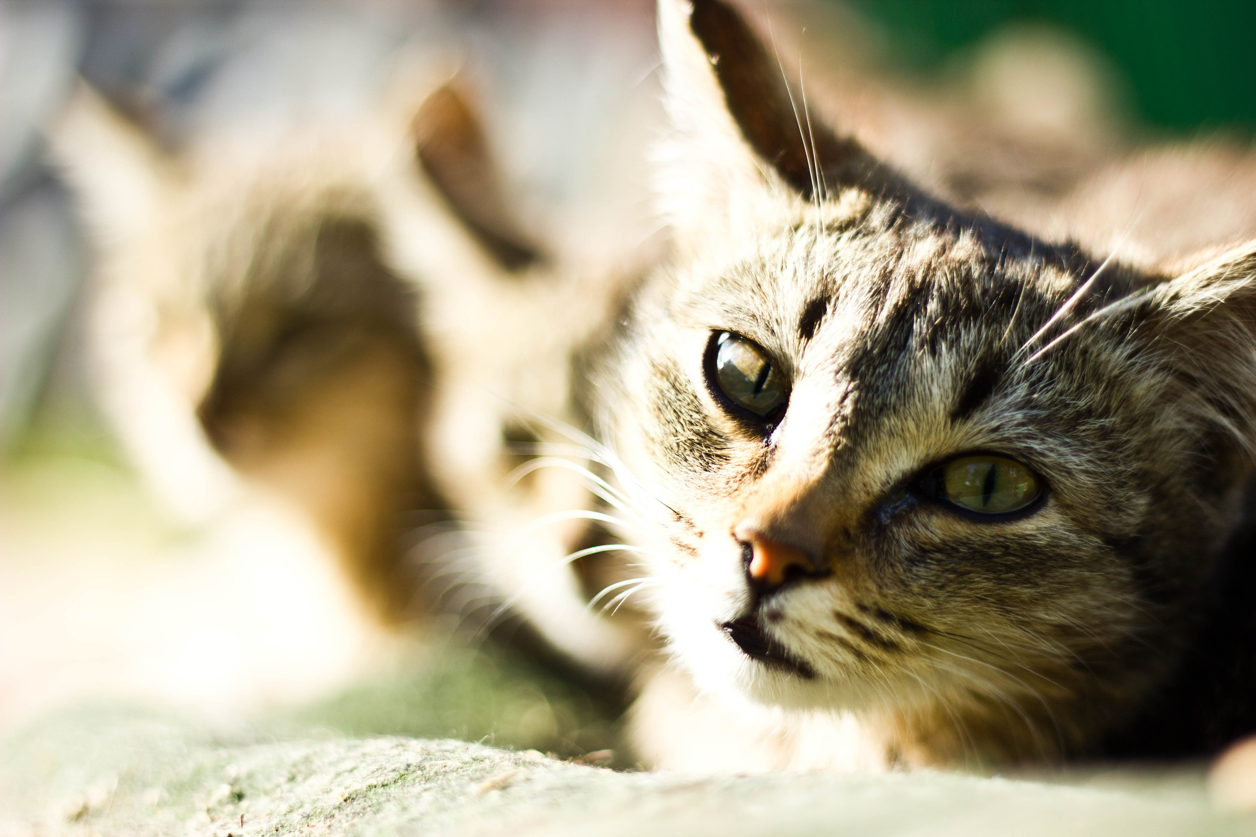 Зверье. Elnora Atnagulova Foodphotography
