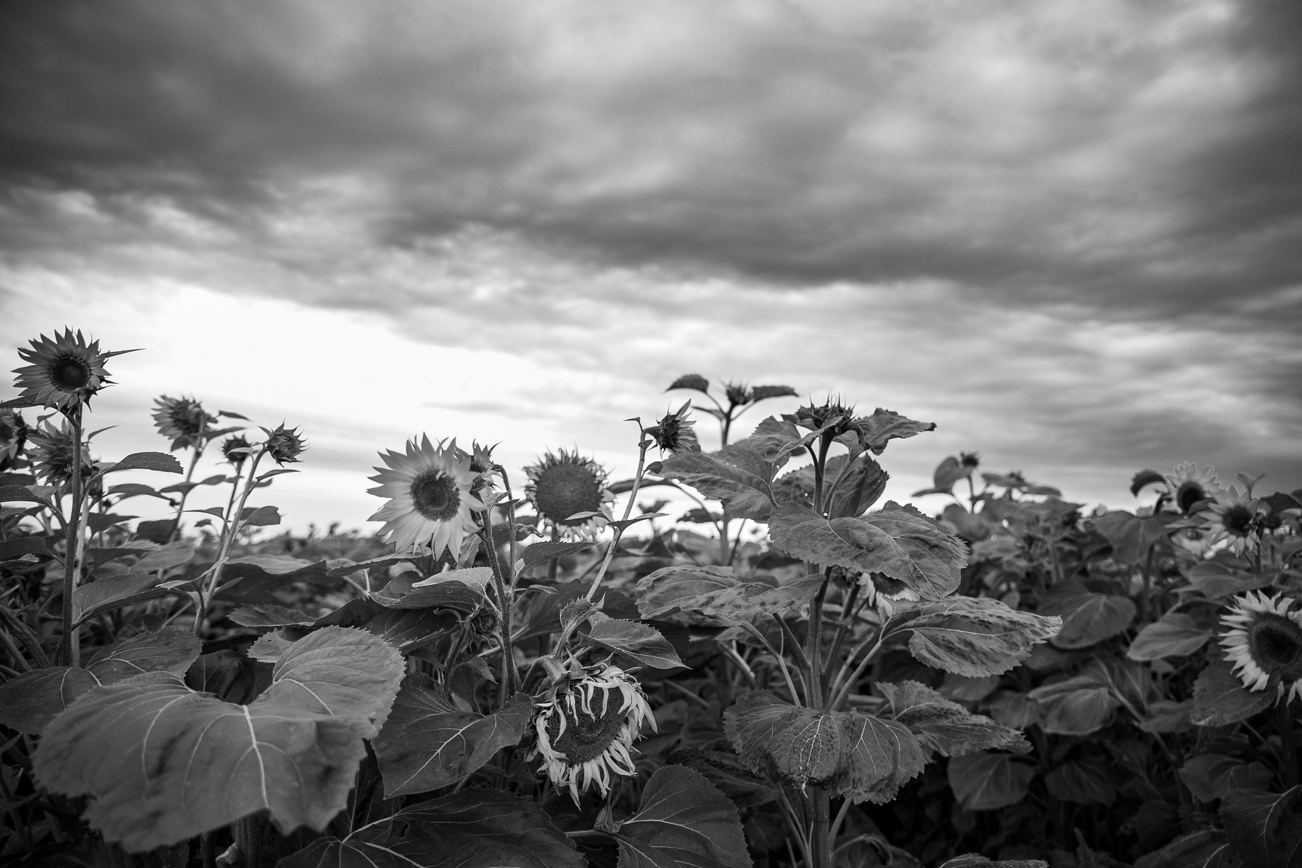 Фотосет в подсолнухах. Нина. Фотограф Лапочкина Татьяна
