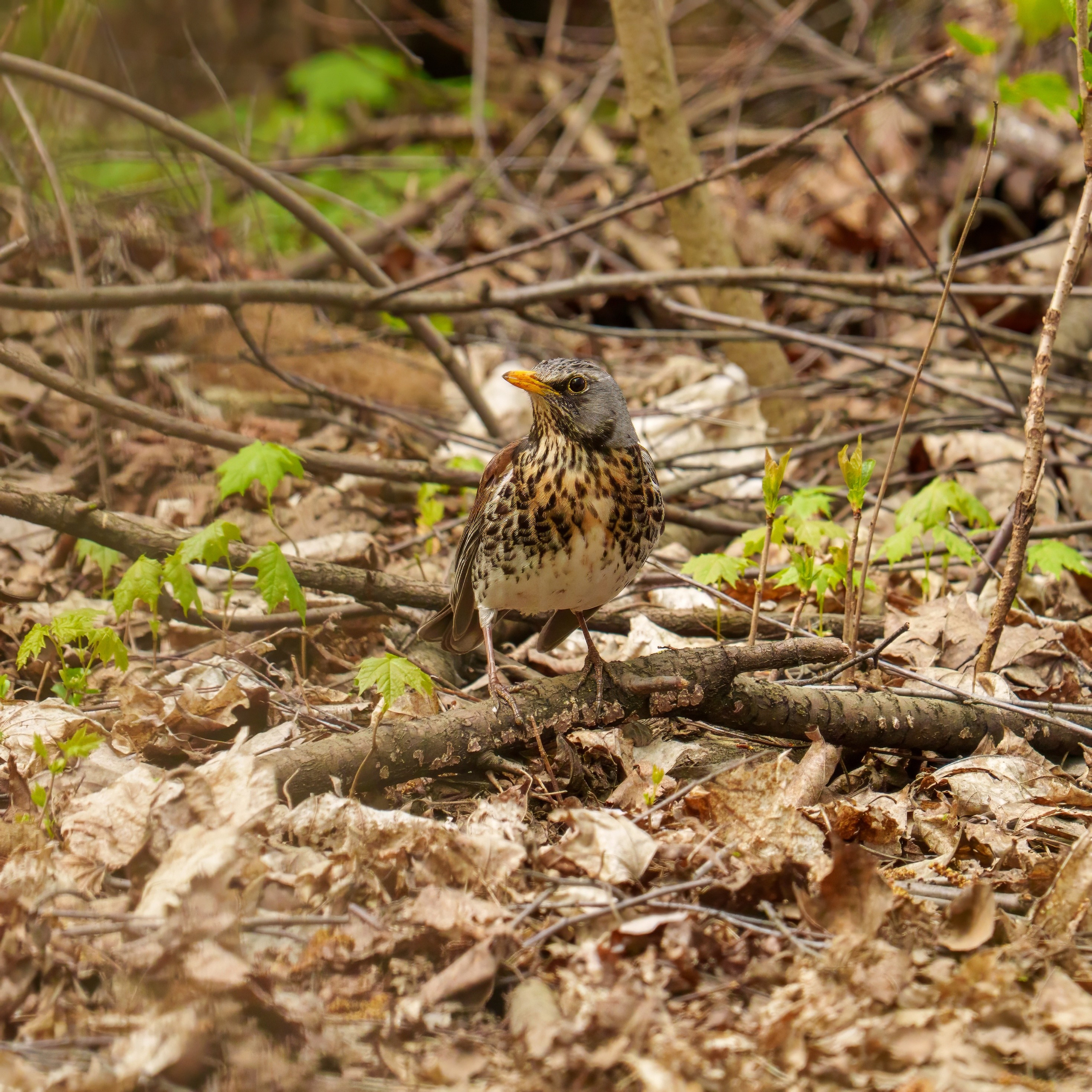 Animals — Животные