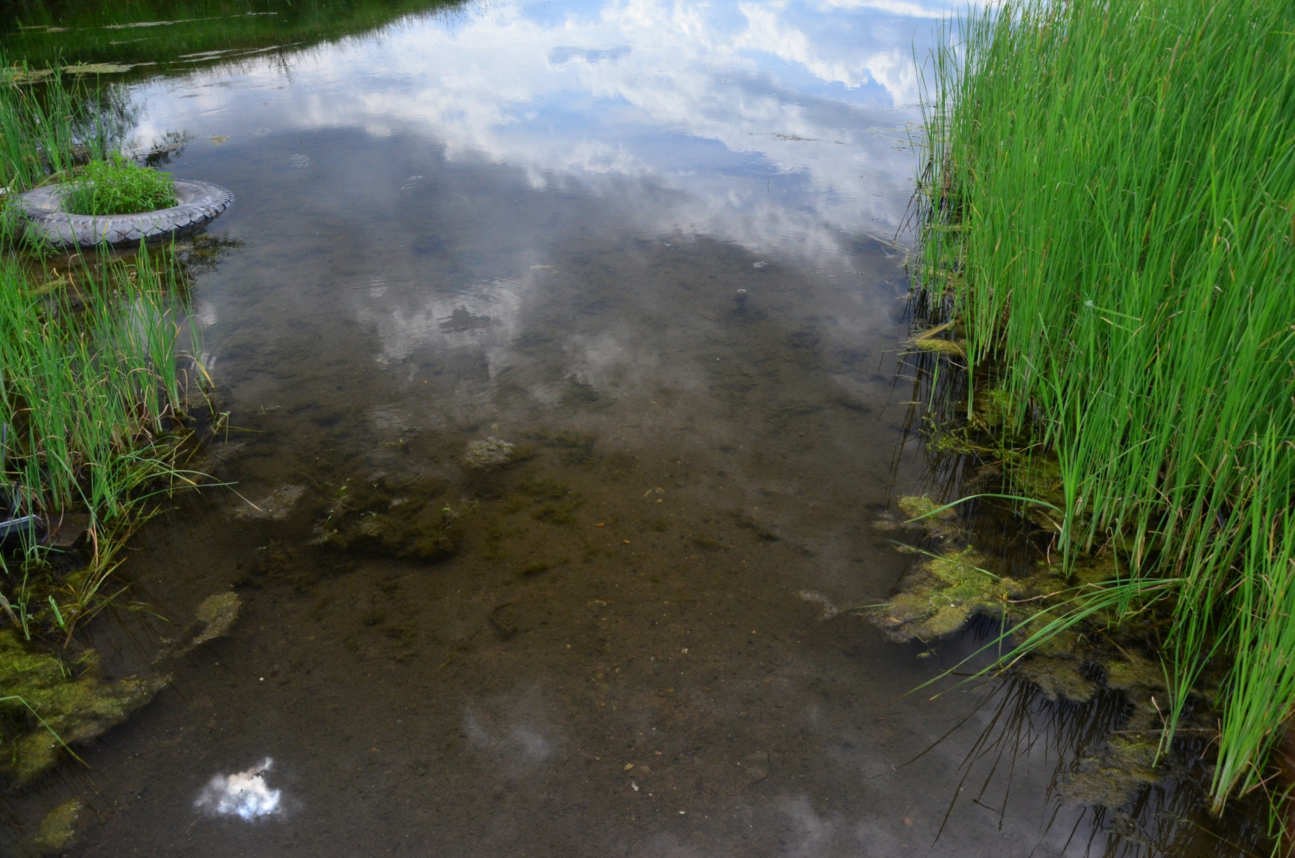 Дары природы. Фотограф viktor viktor
