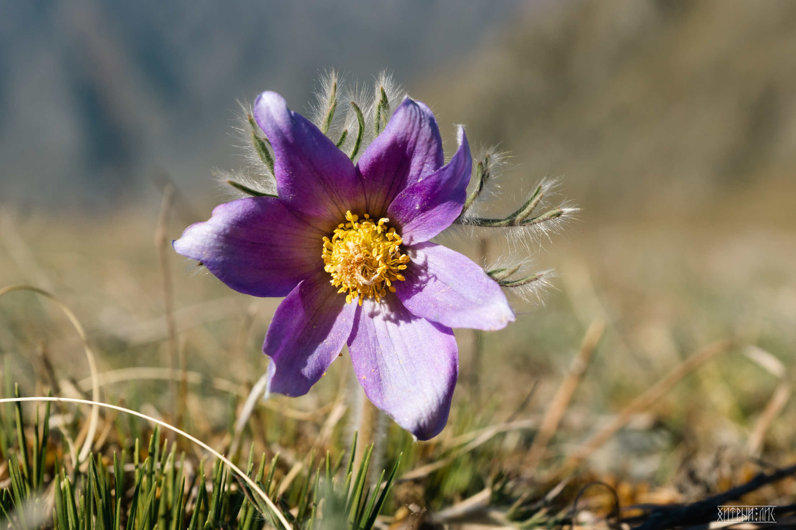 Алтай. Фотограф-путешественник Самойлов Максим «Sly Fox»