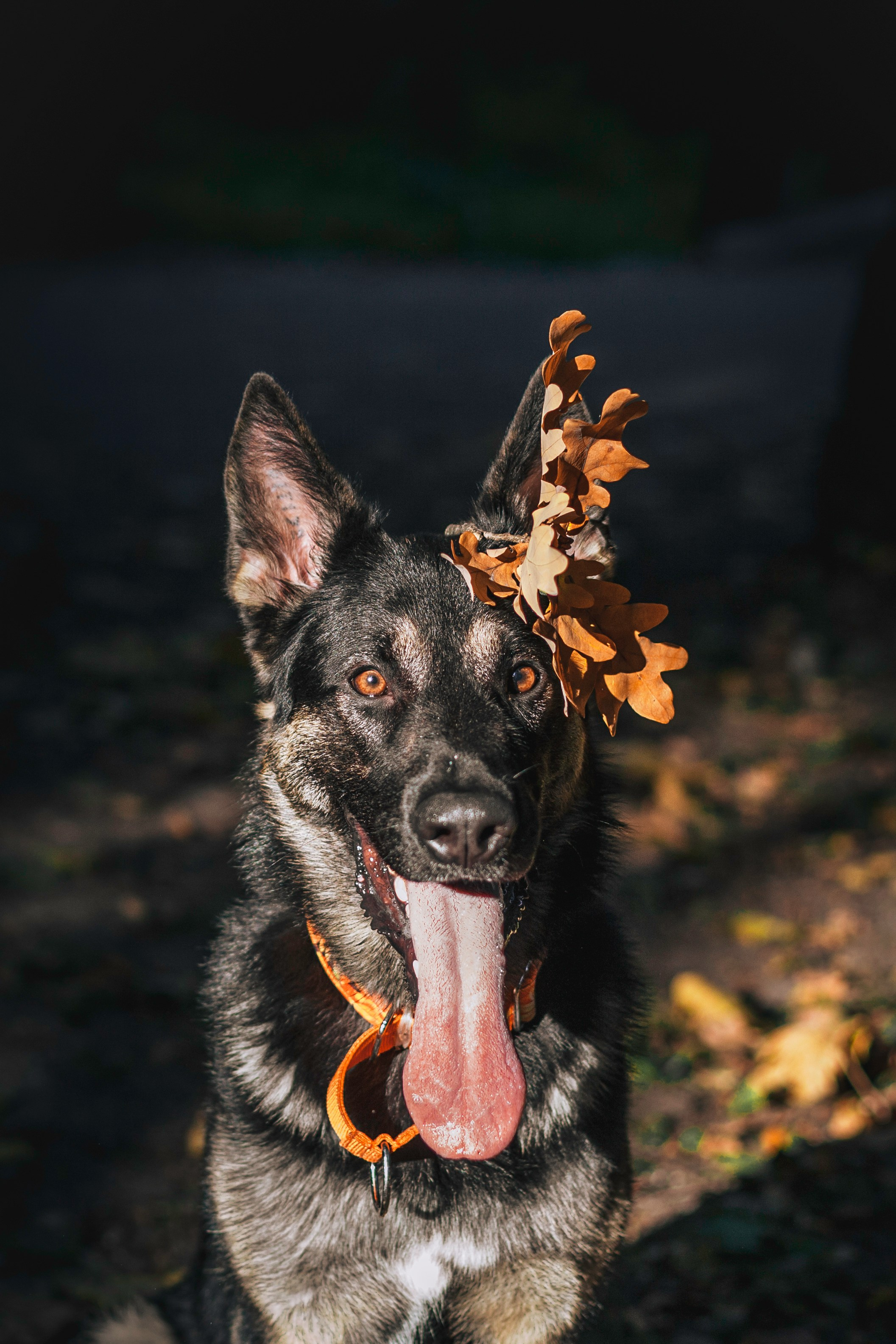 Илай. Фотограф-анималист Татьяна Степанова
