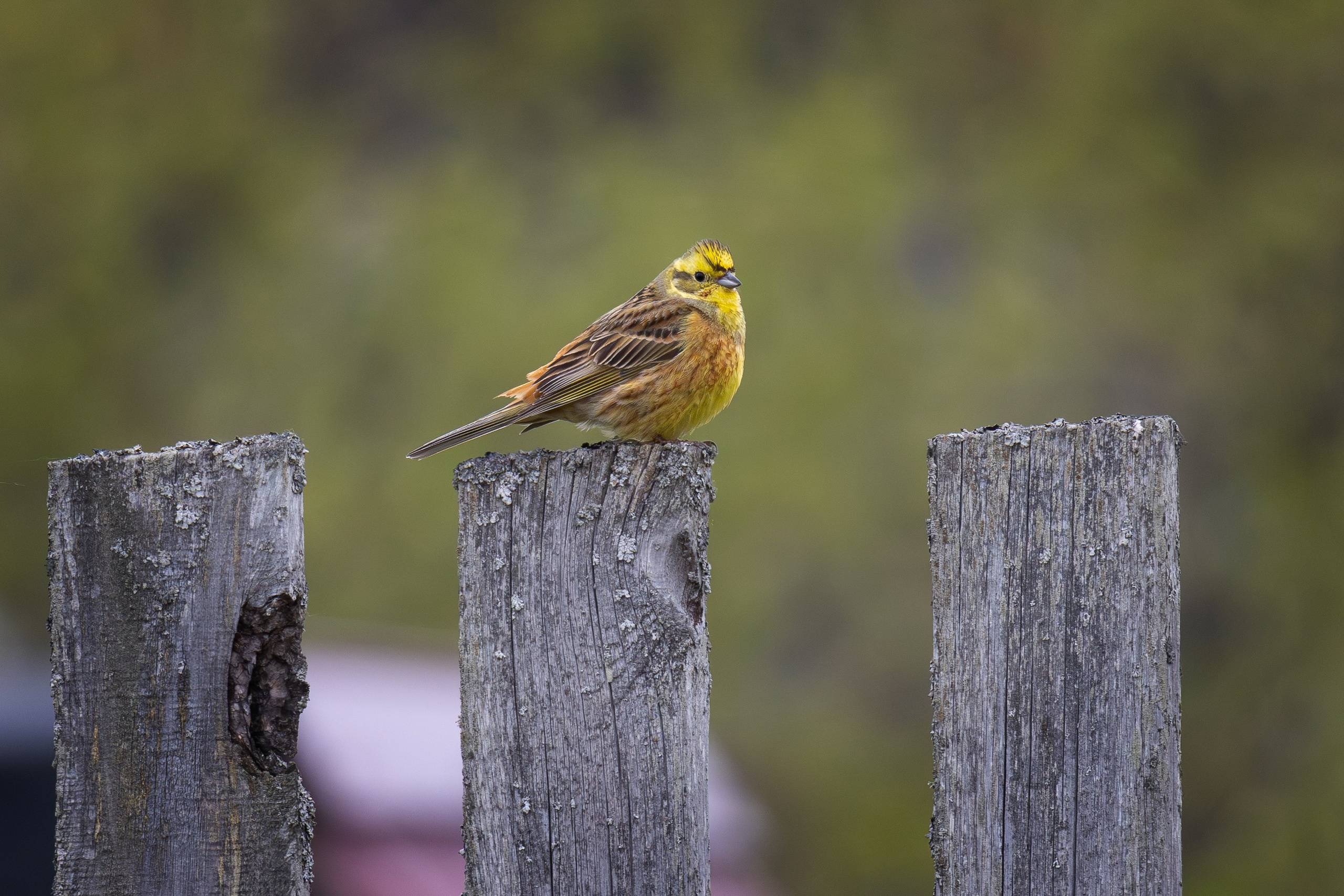 Птицы СНТ «Подлесье». Птицы парков г. Люберцы