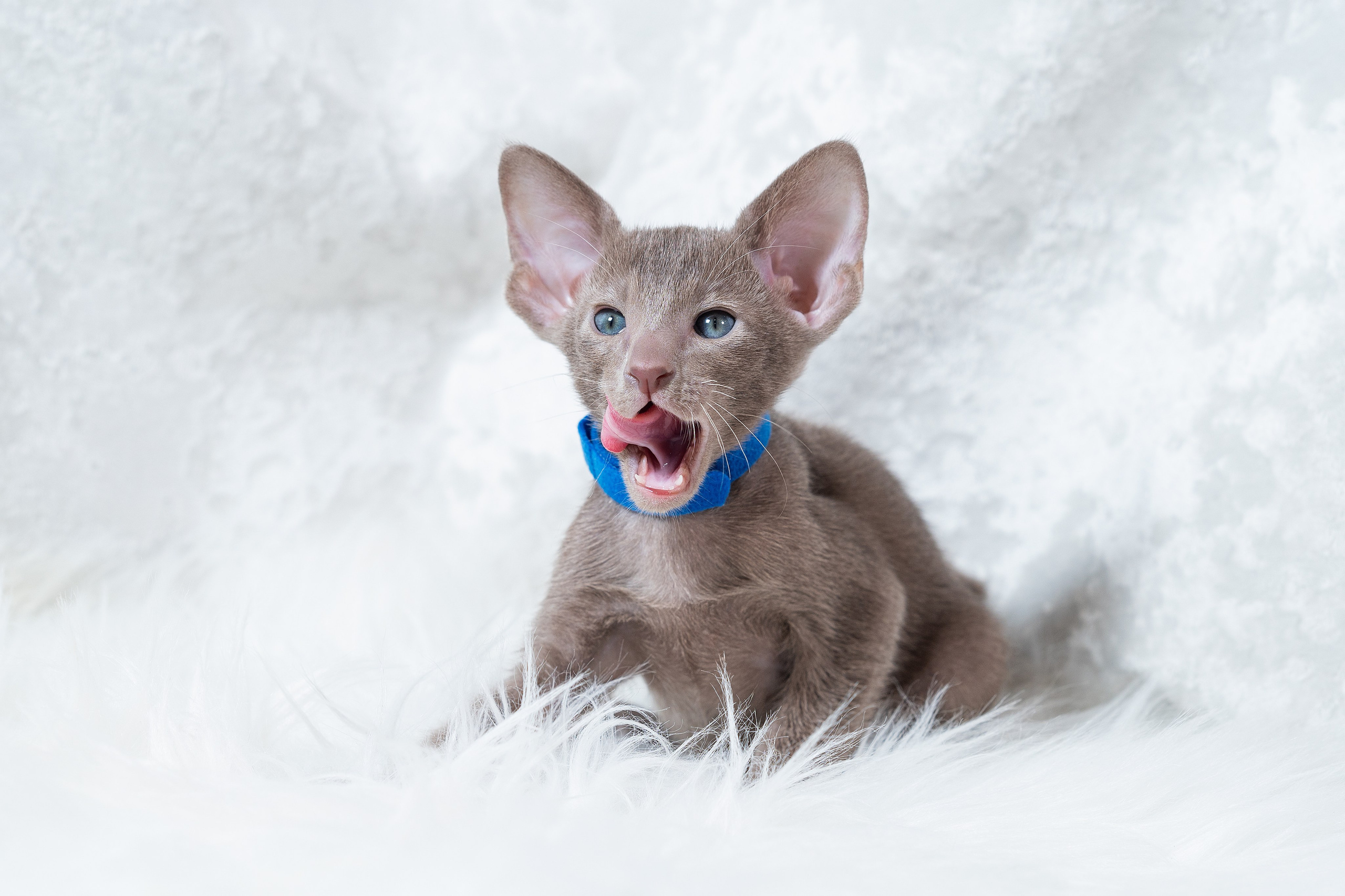 Заводчик Юлия Панова. Творческий фотограф Вологда