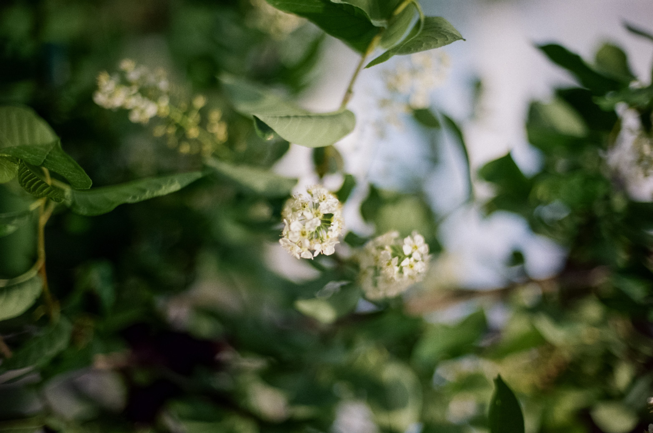 Nikon F100 — Micro-Nikkor-P.C Auto 55 mm f3.5 | май 2025 года | Давыдовское