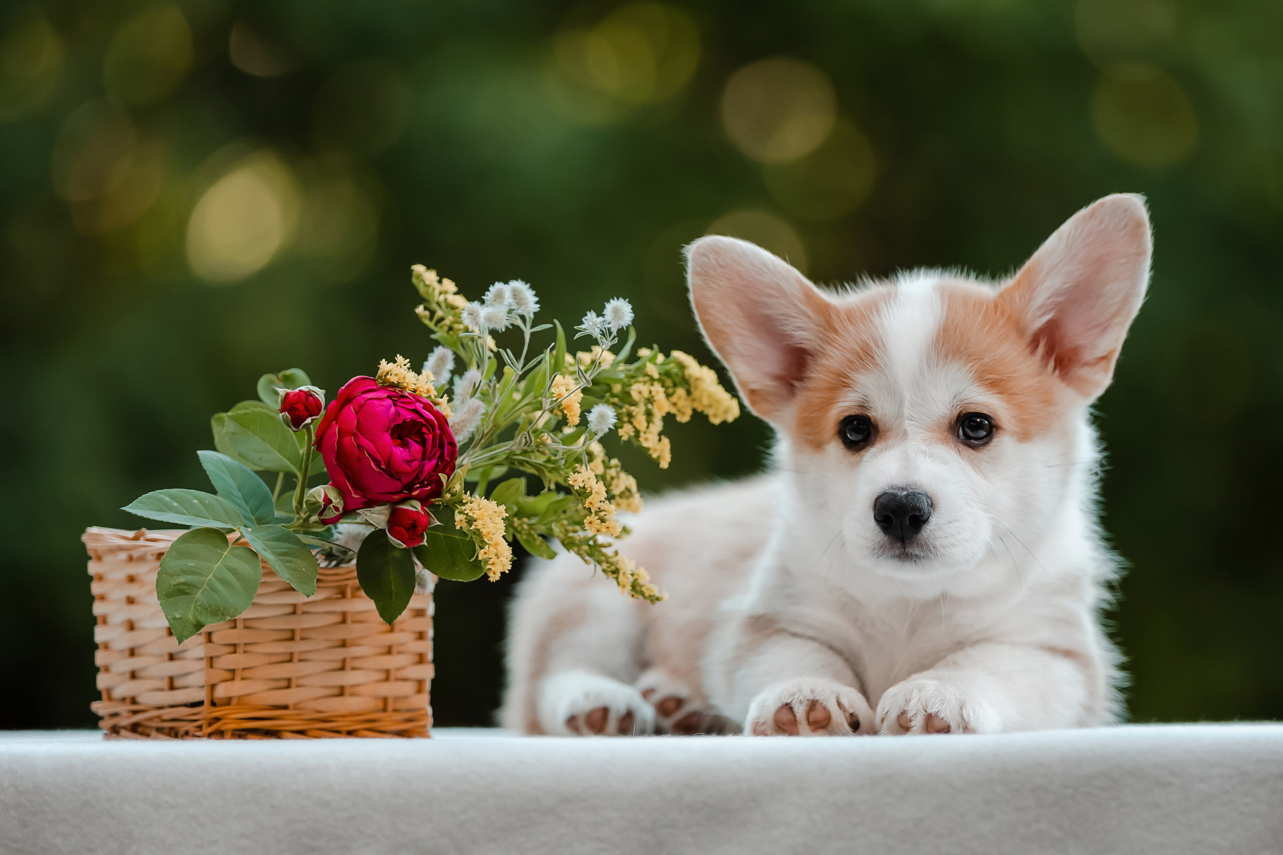 Щенки корги в корзинах и цветах. Фотограф-анималист в Краснодаре Маша Мельникова